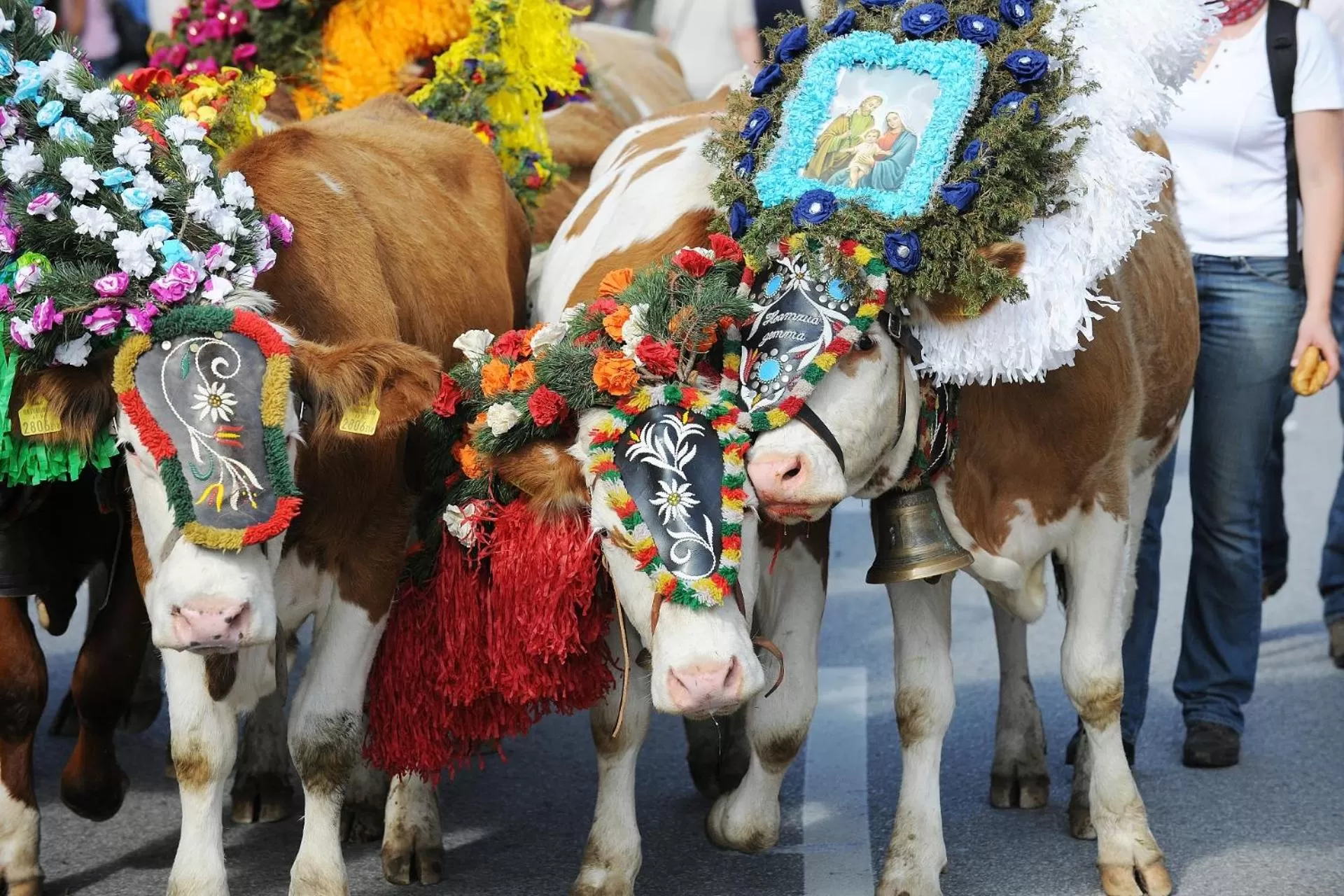 Other Animals in Your Home - City Apartment in Kufstein