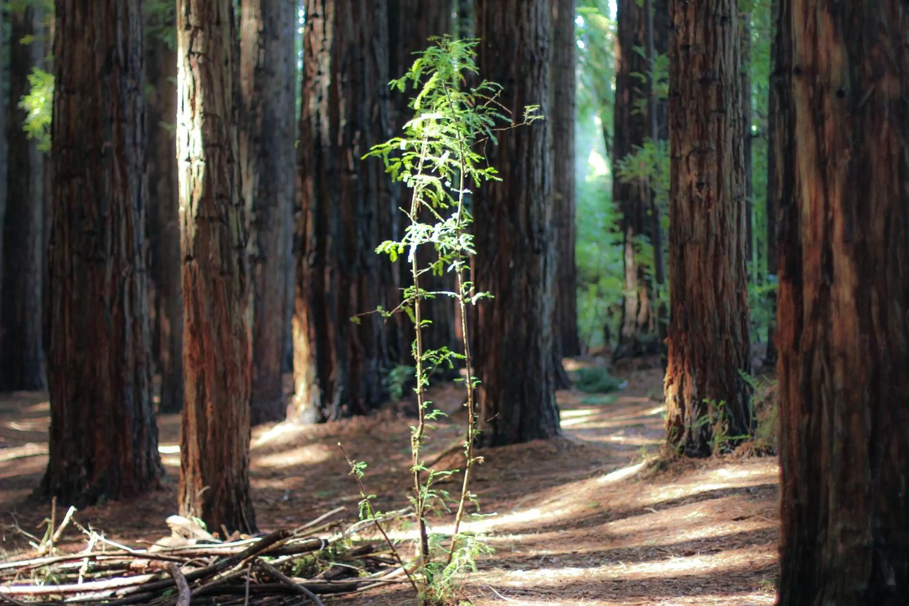 Day in Alpine Hotel, Eat Drink Sleep