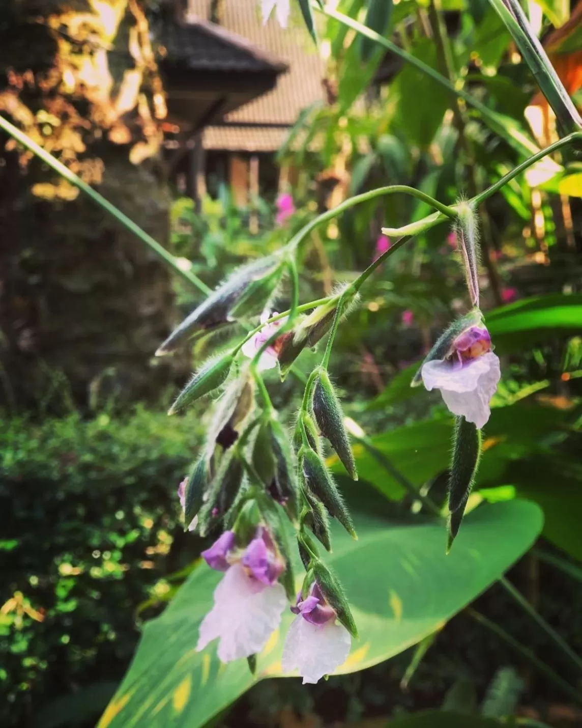 Property building in Khaolak Palm Beach Resort