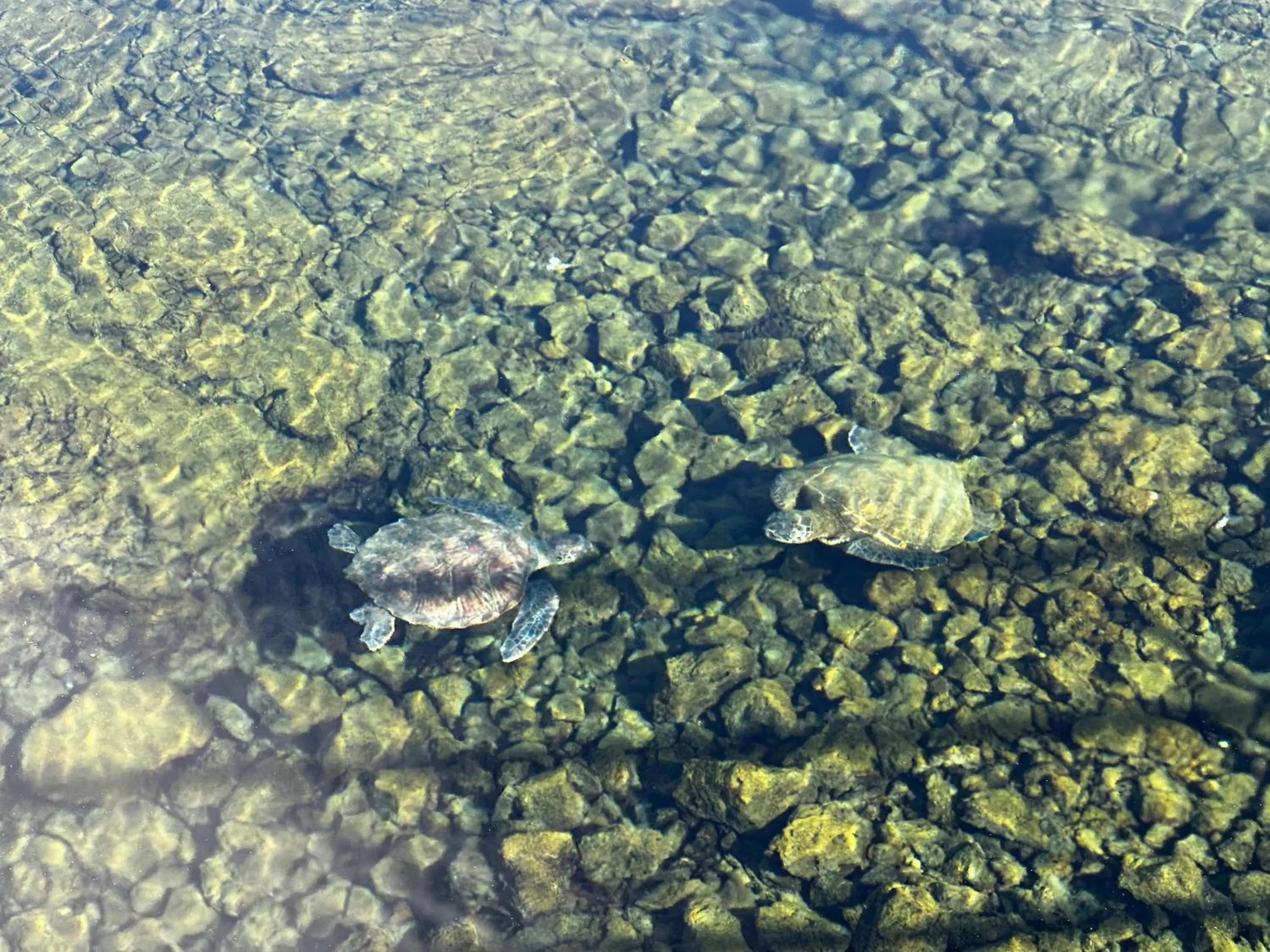 Natural landscape in Wild Ginger Hotel