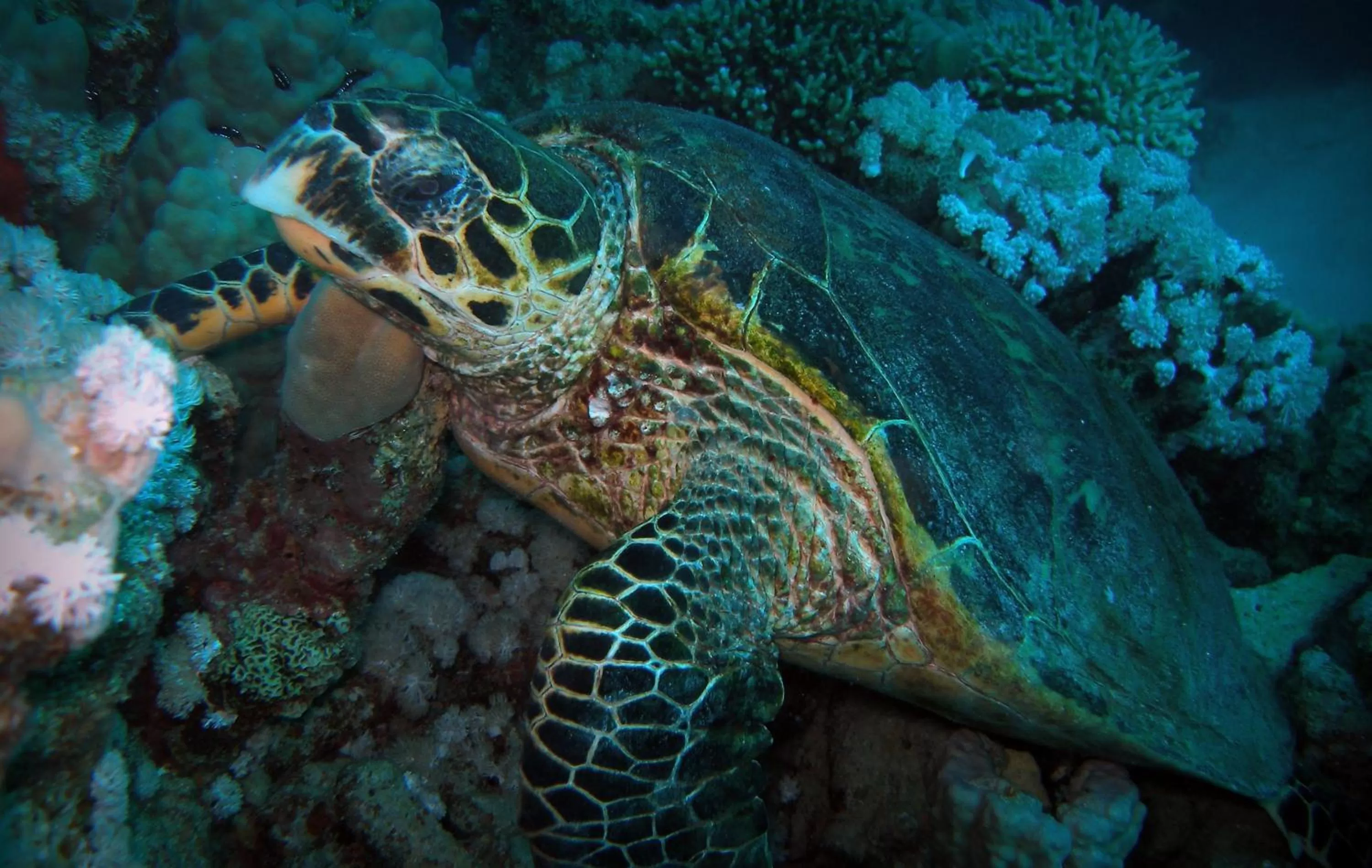 Snorkeling in Coral Sun Beach
