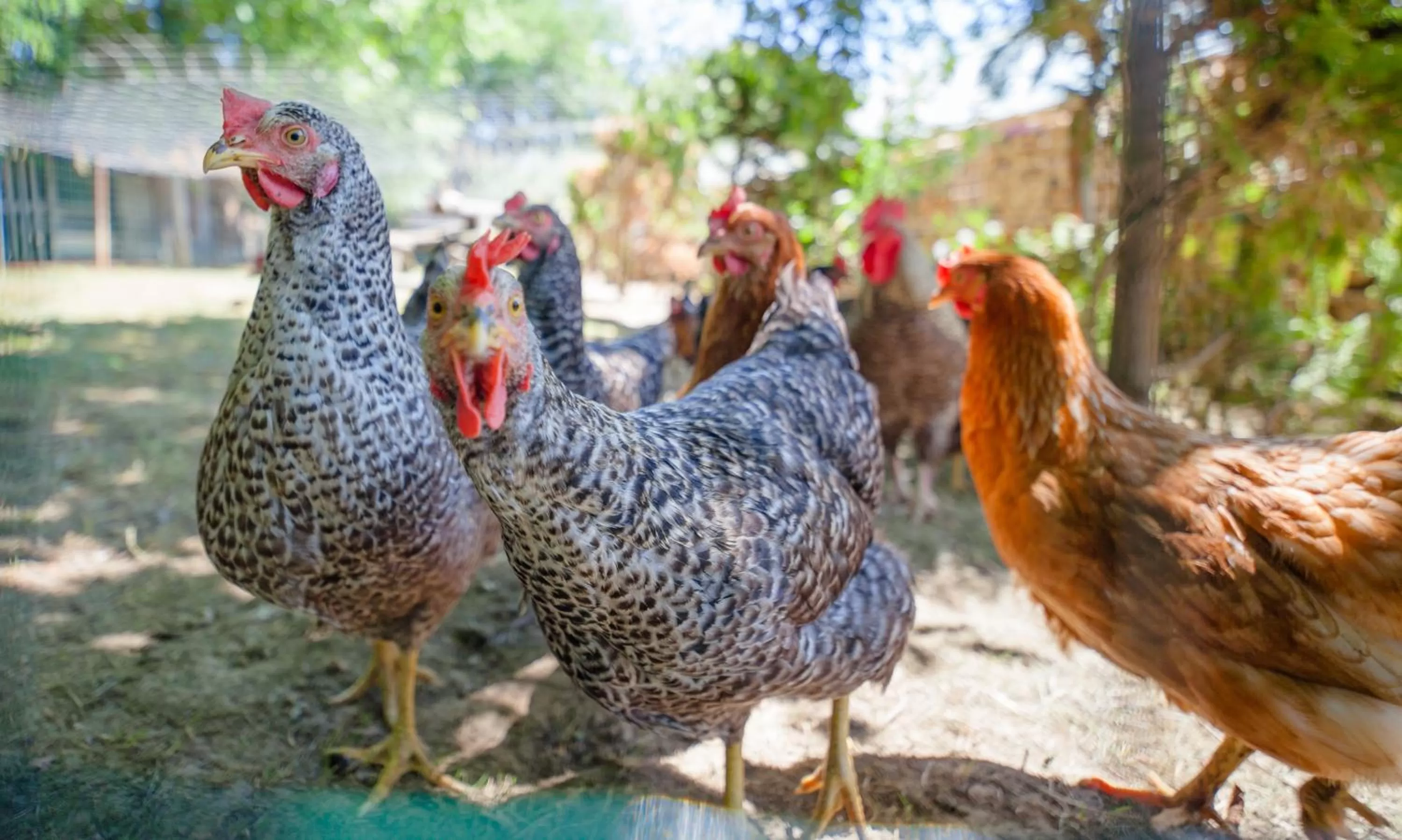 Animals in Panorama B&B