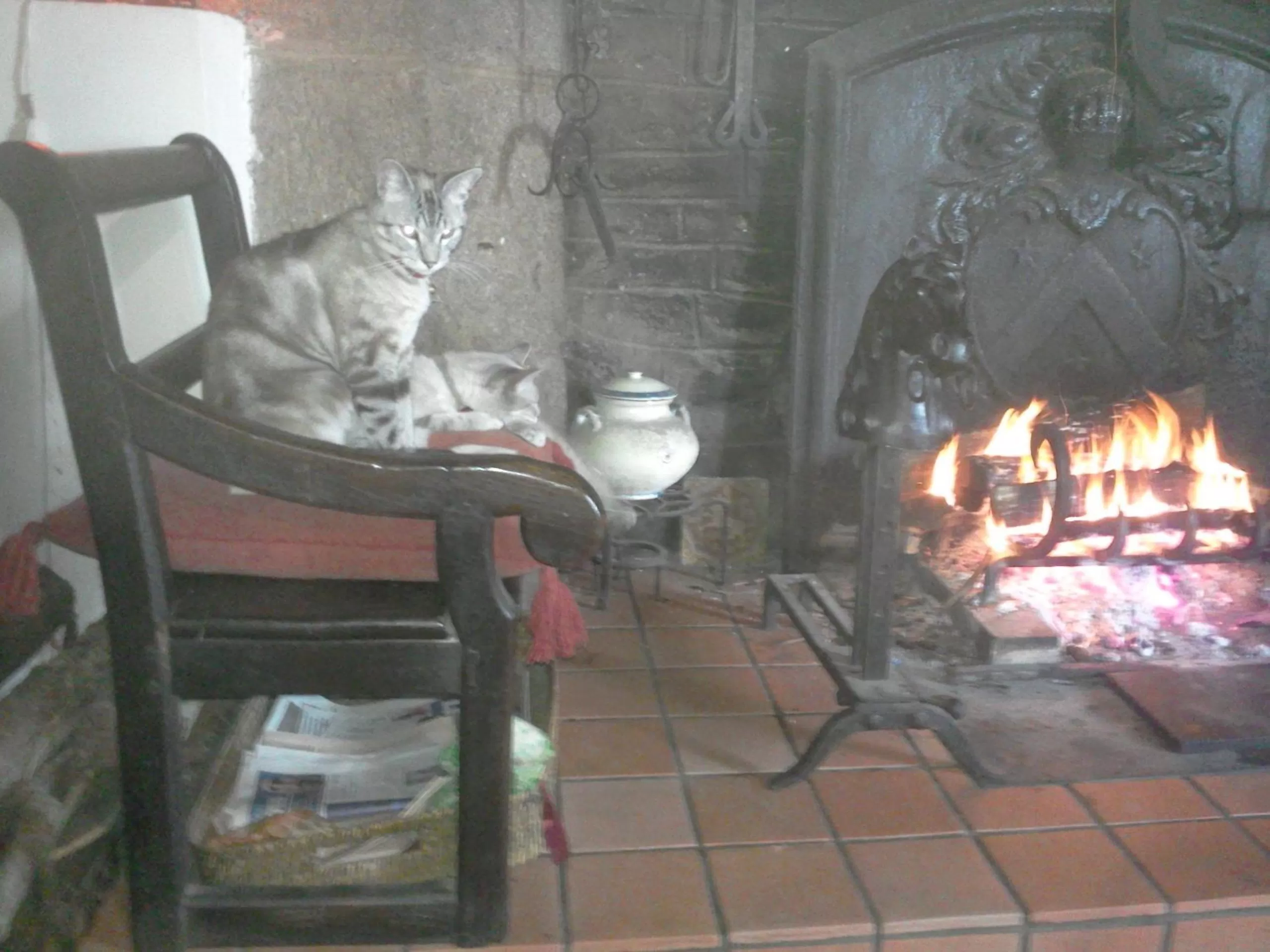 Pets in Manoir de la Peignie