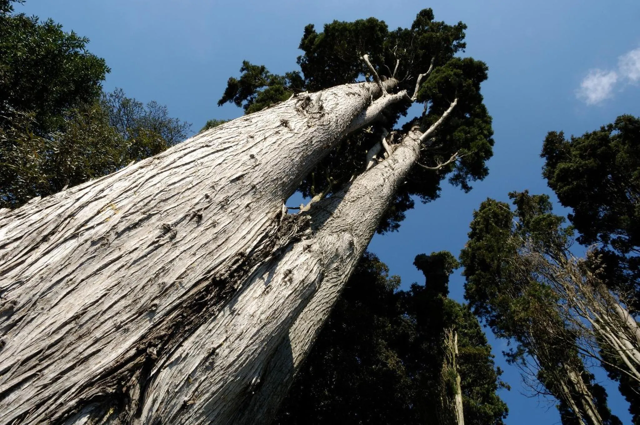 Garden in Castello Montegiove