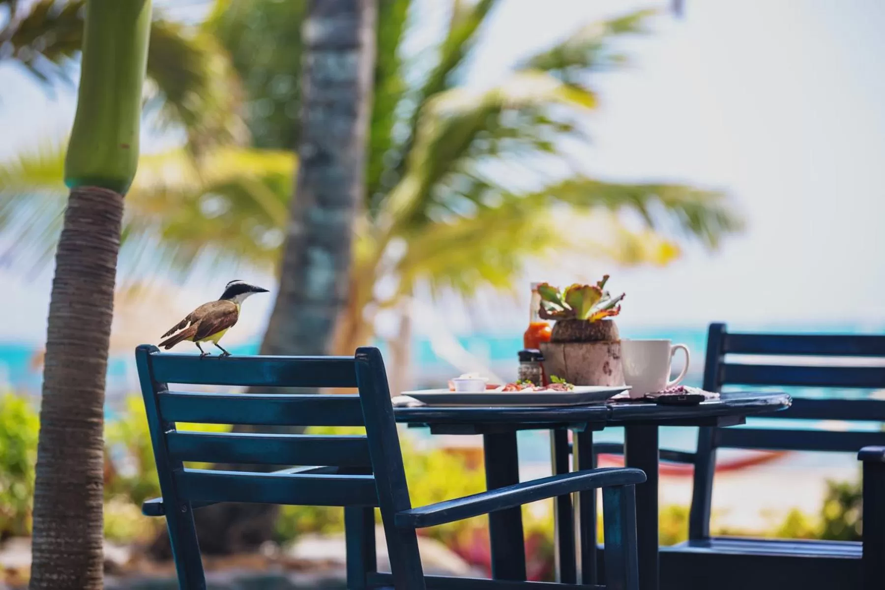 Animals, Other Animals in Pelican Reef Villas Resort