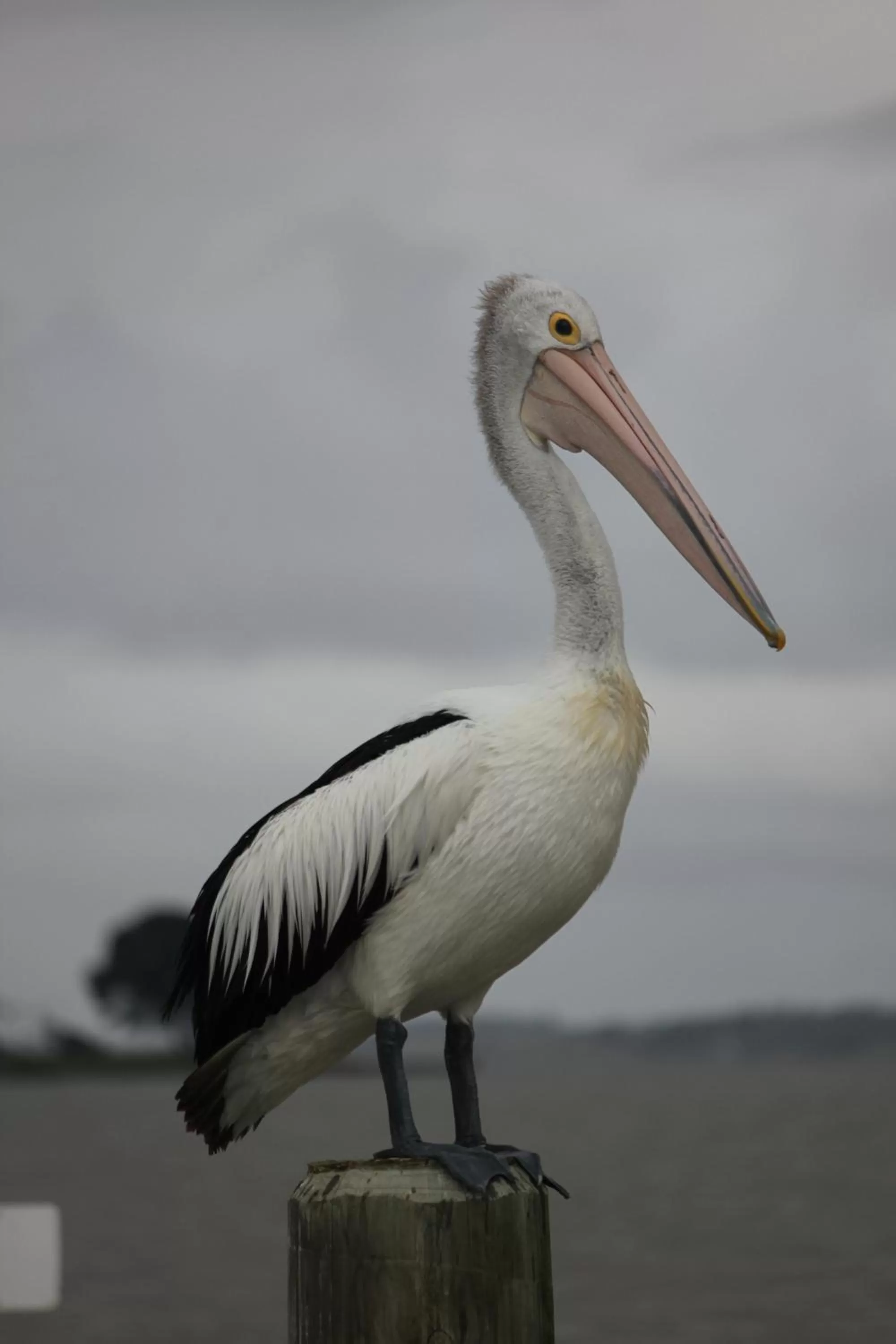 Area and facilities in Boathouse - Birks River Retreat