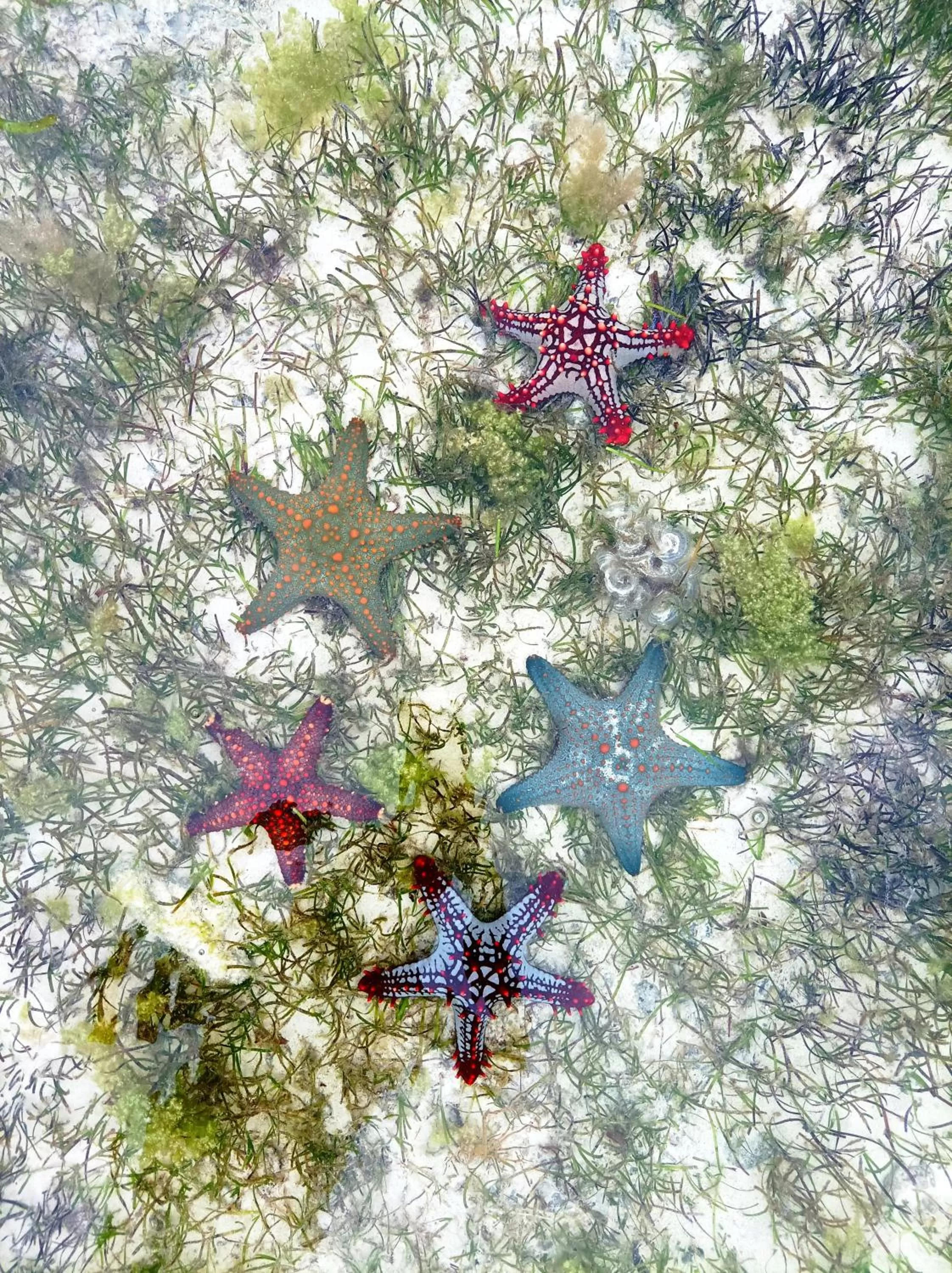 Other Animals in Zanzicrown