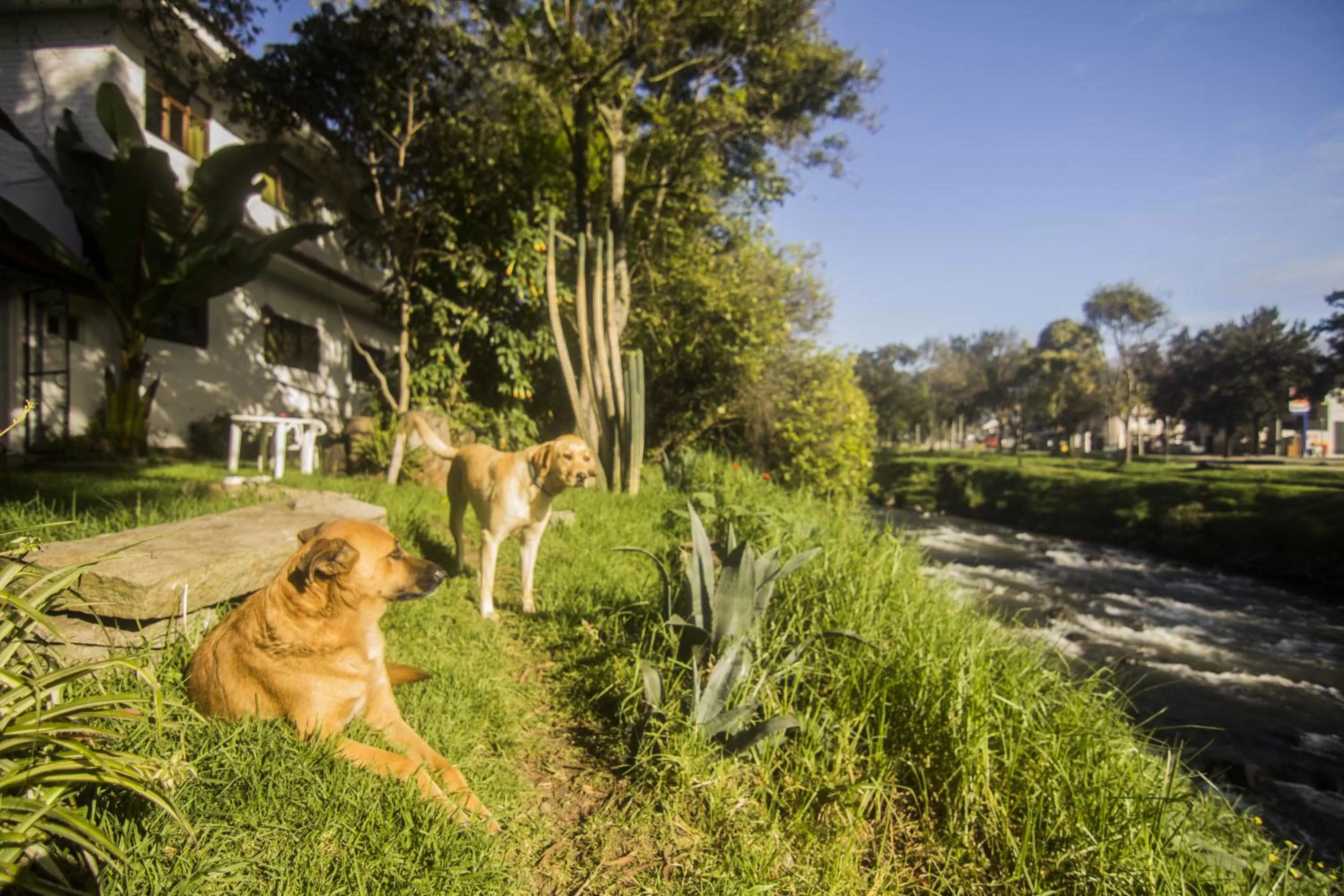 Animals, Pets in Apartamentos Otorongo Cuenca Ecuador