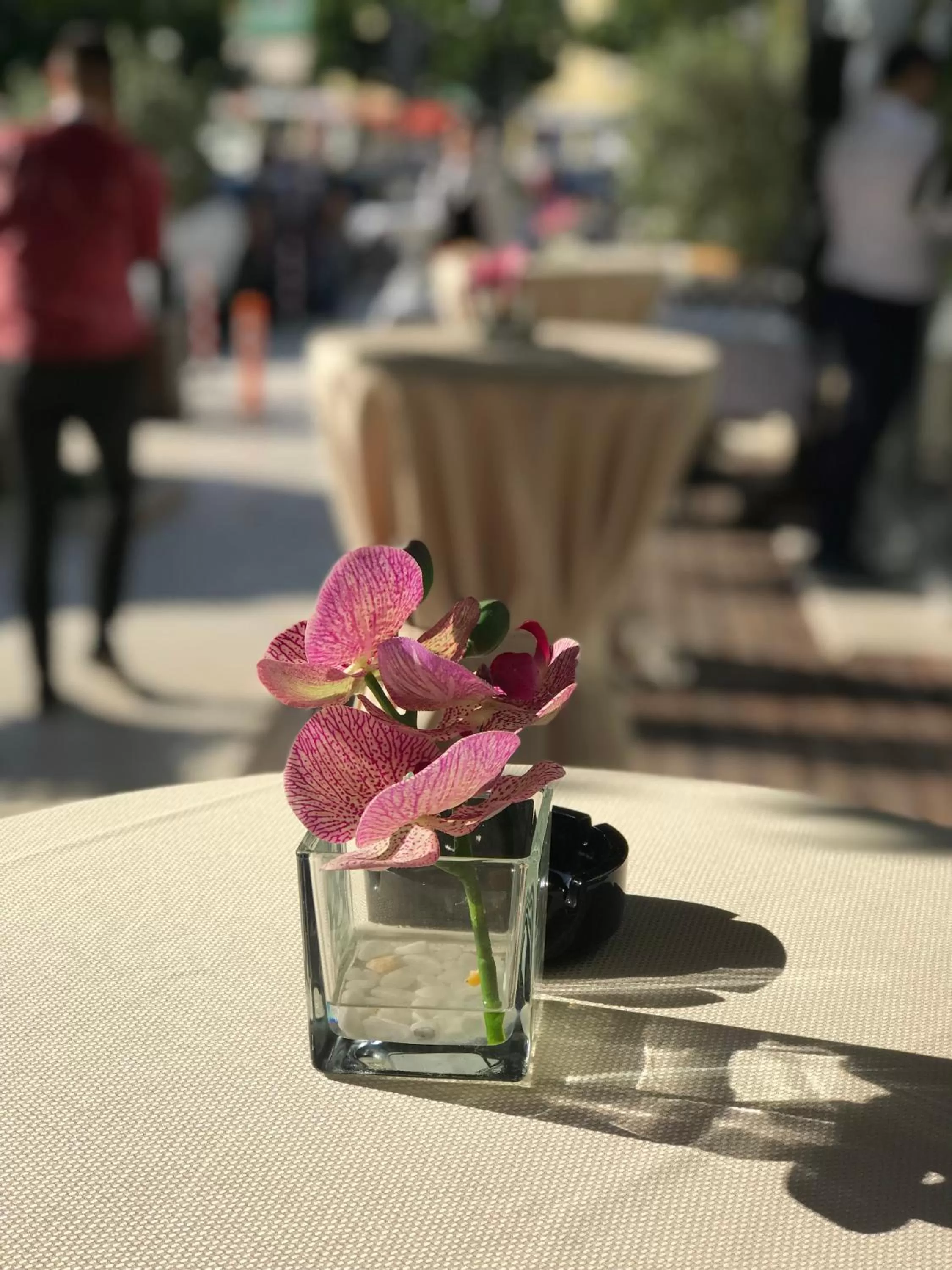 Restaurant/places to eat in Hotel Colosseo Tirana