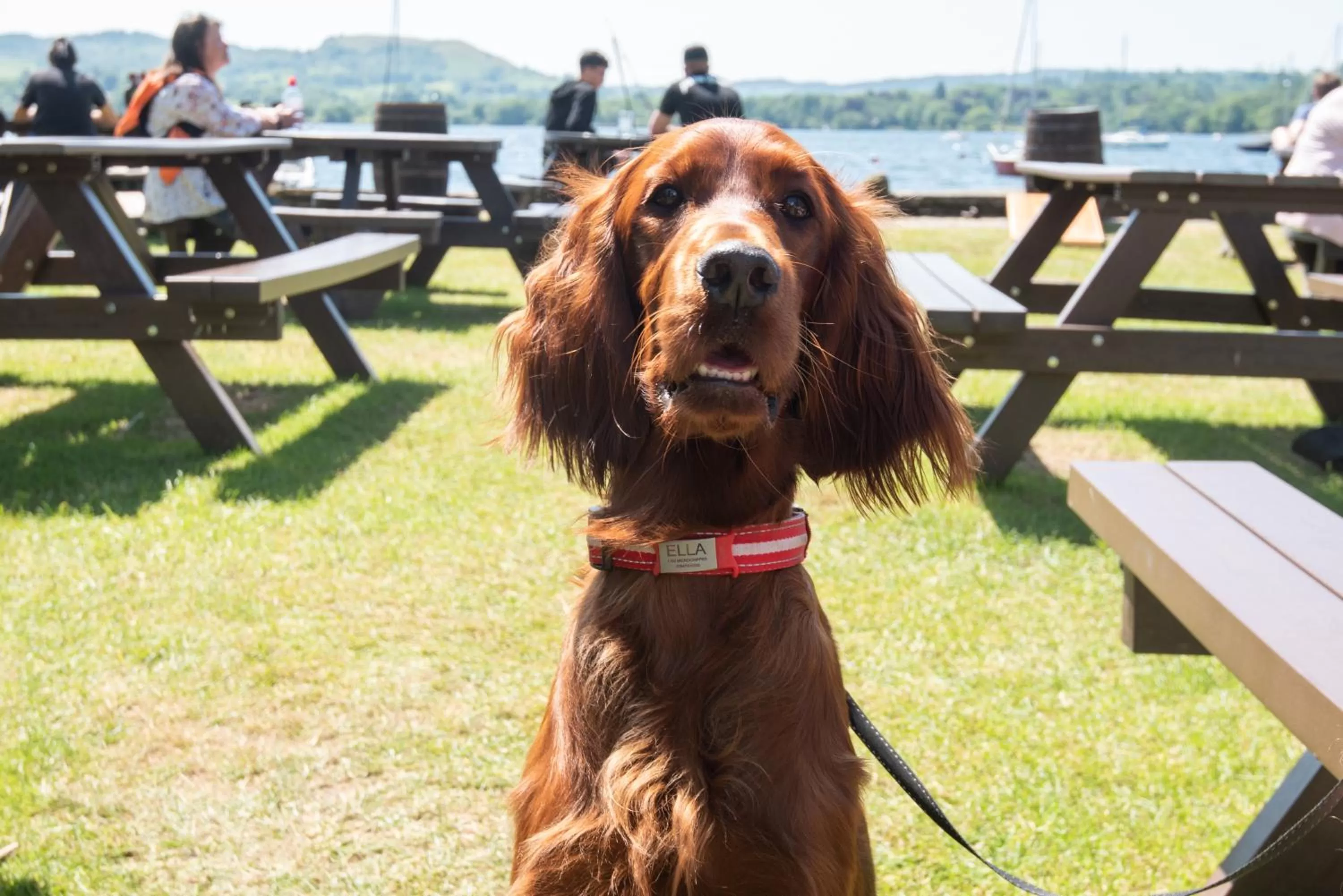 Pets in Windermere Rooms at The Wateredge Inn