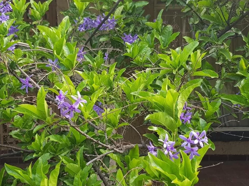 Swimming pool, Garden in Moye Guest House