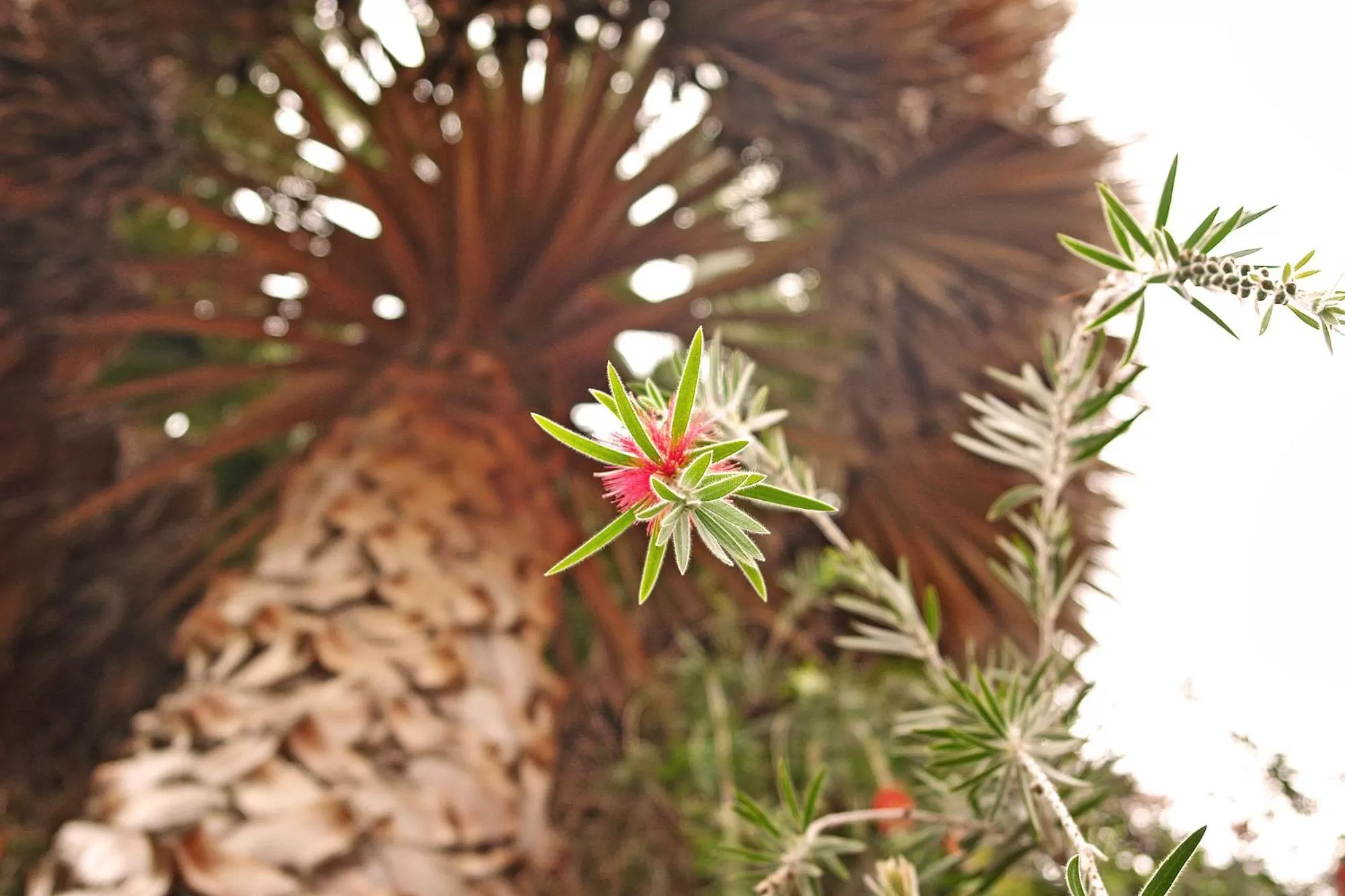 Garden in Hotel Florida