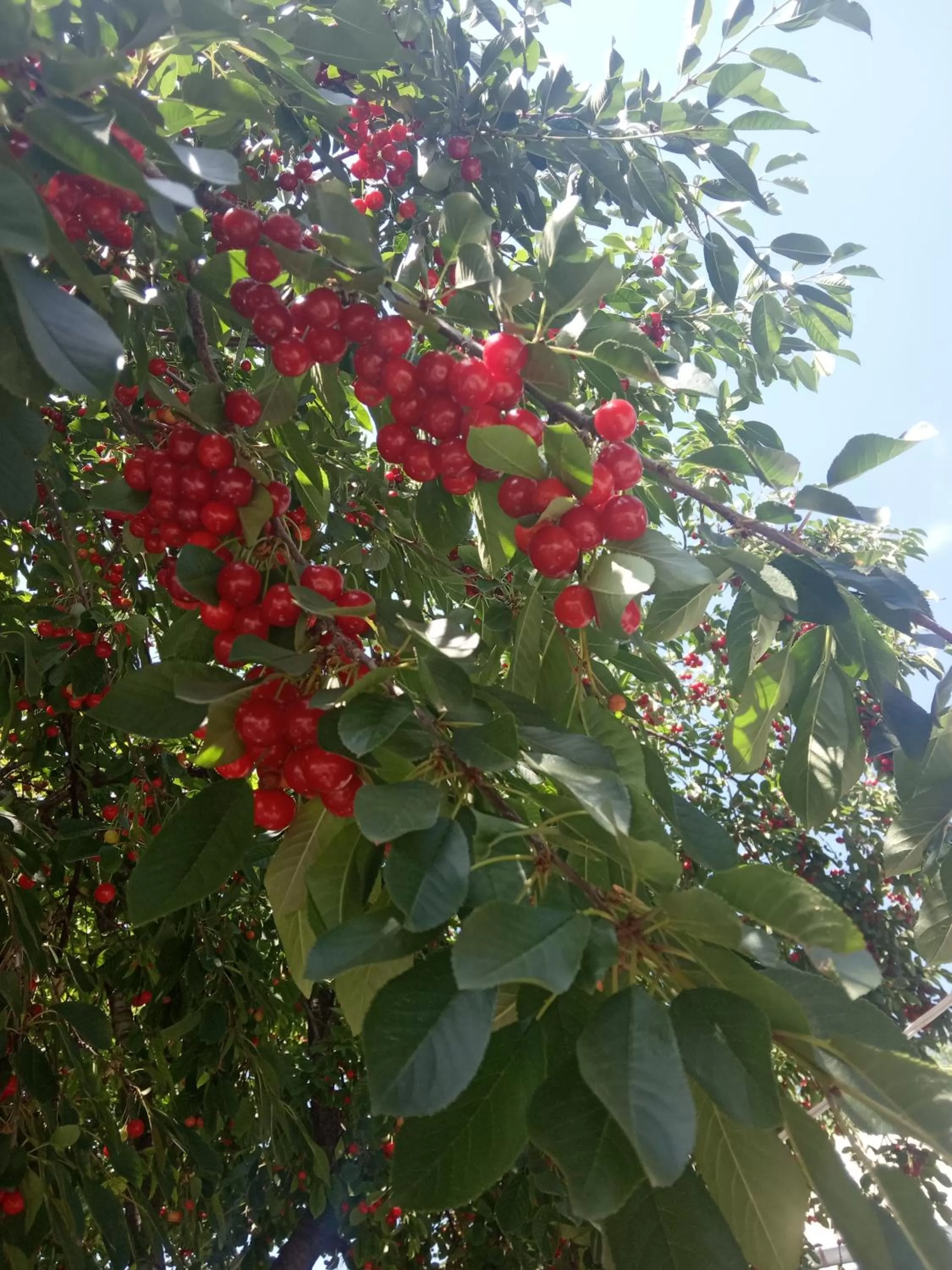 Garden in Guest House David's B&B