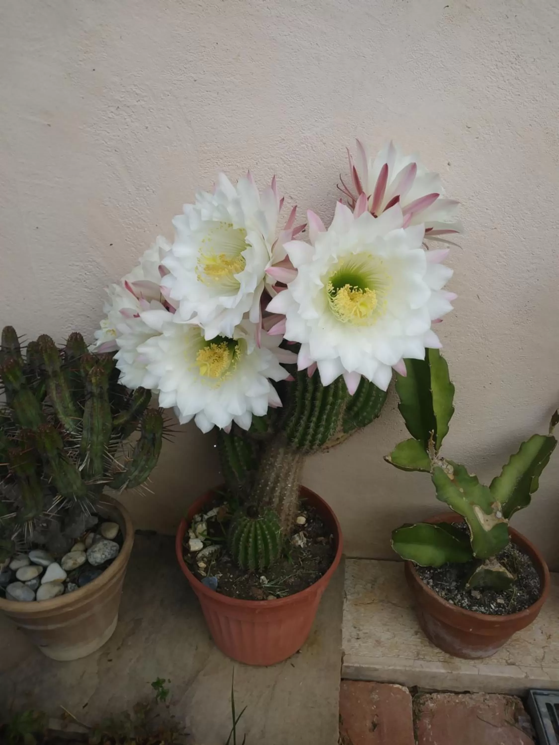 Garden in Poggio del Sole