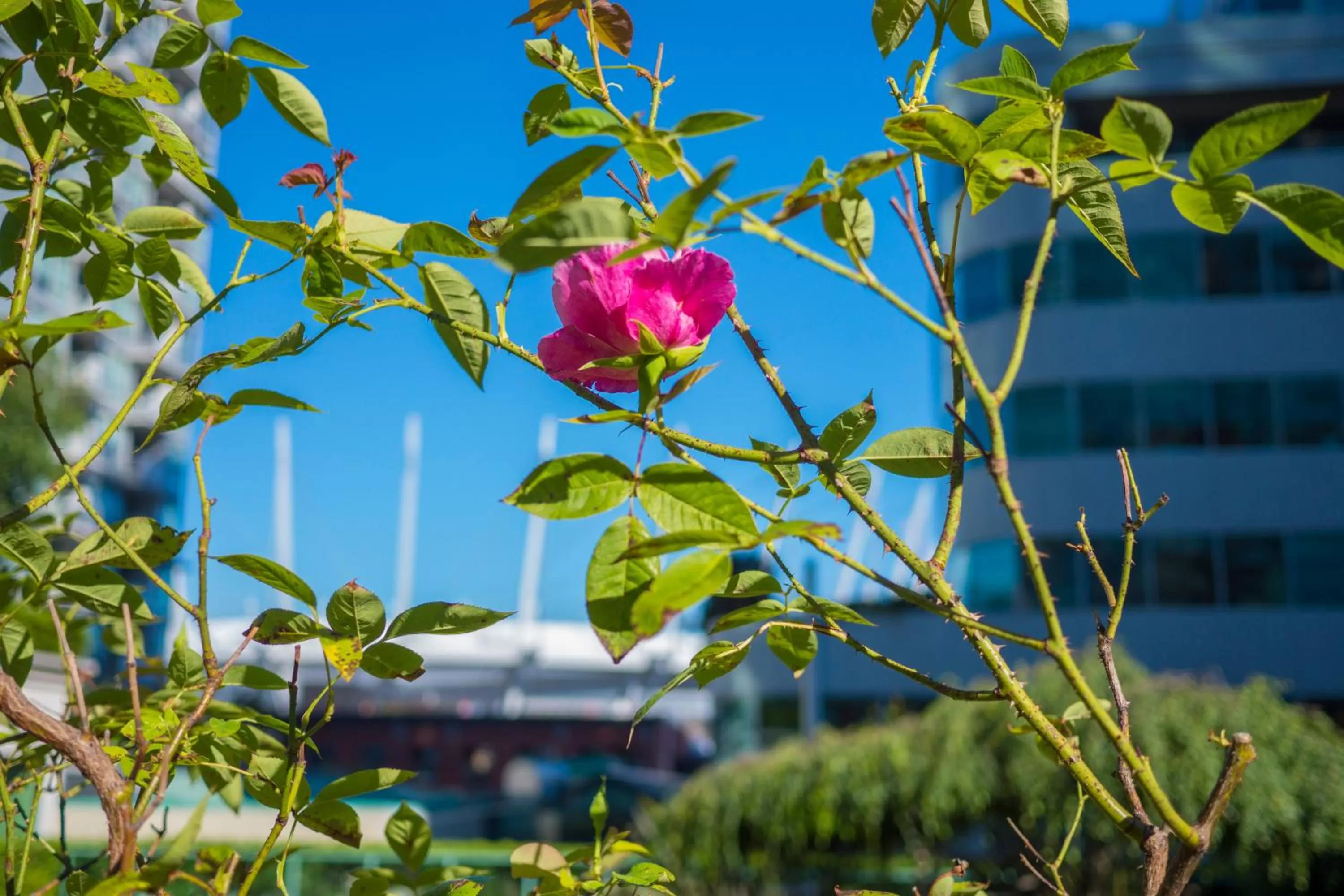Garden in Rosedale on Robson Suite Hotel