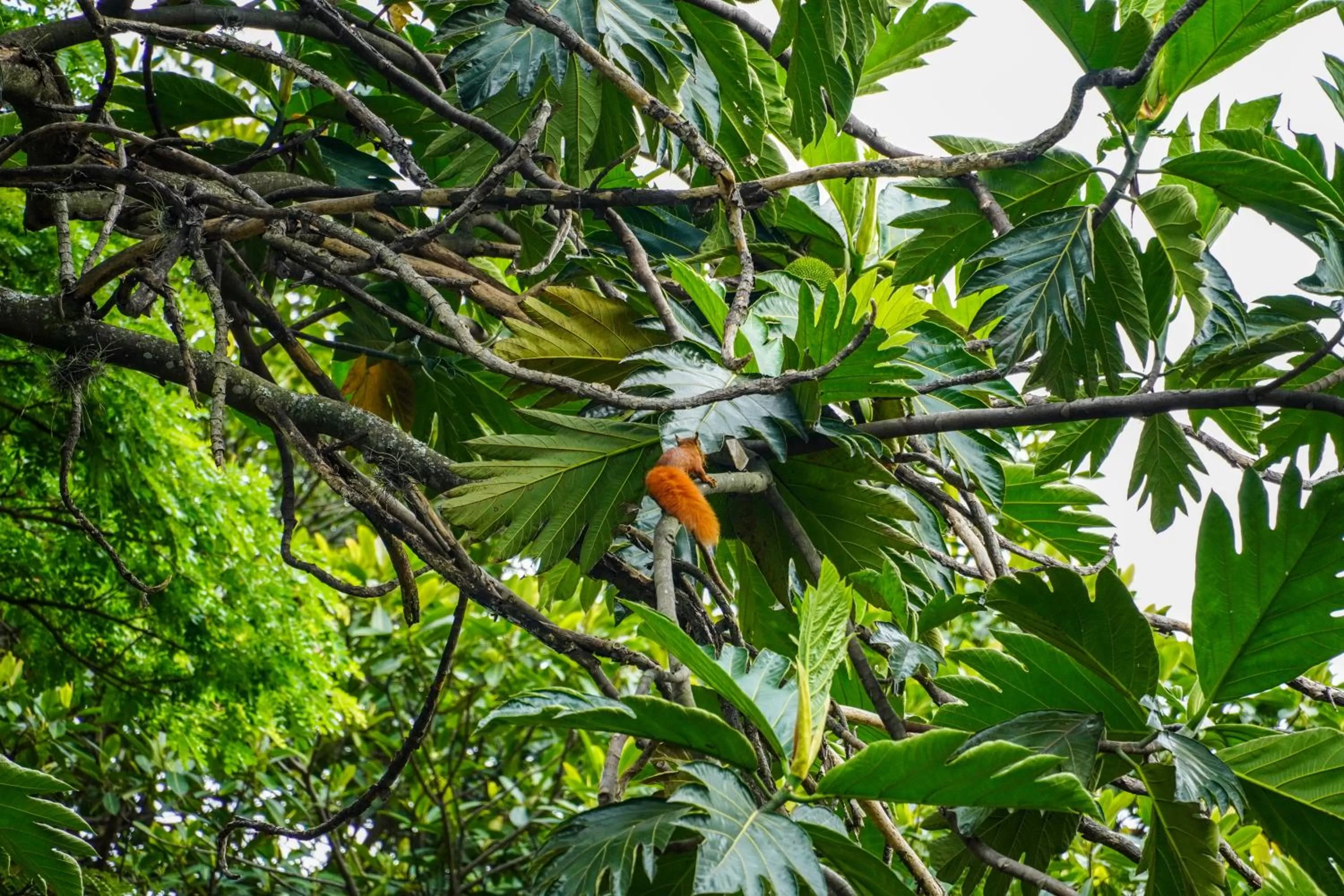 Other Animals in Hotel Boutique Villa Casuarinas