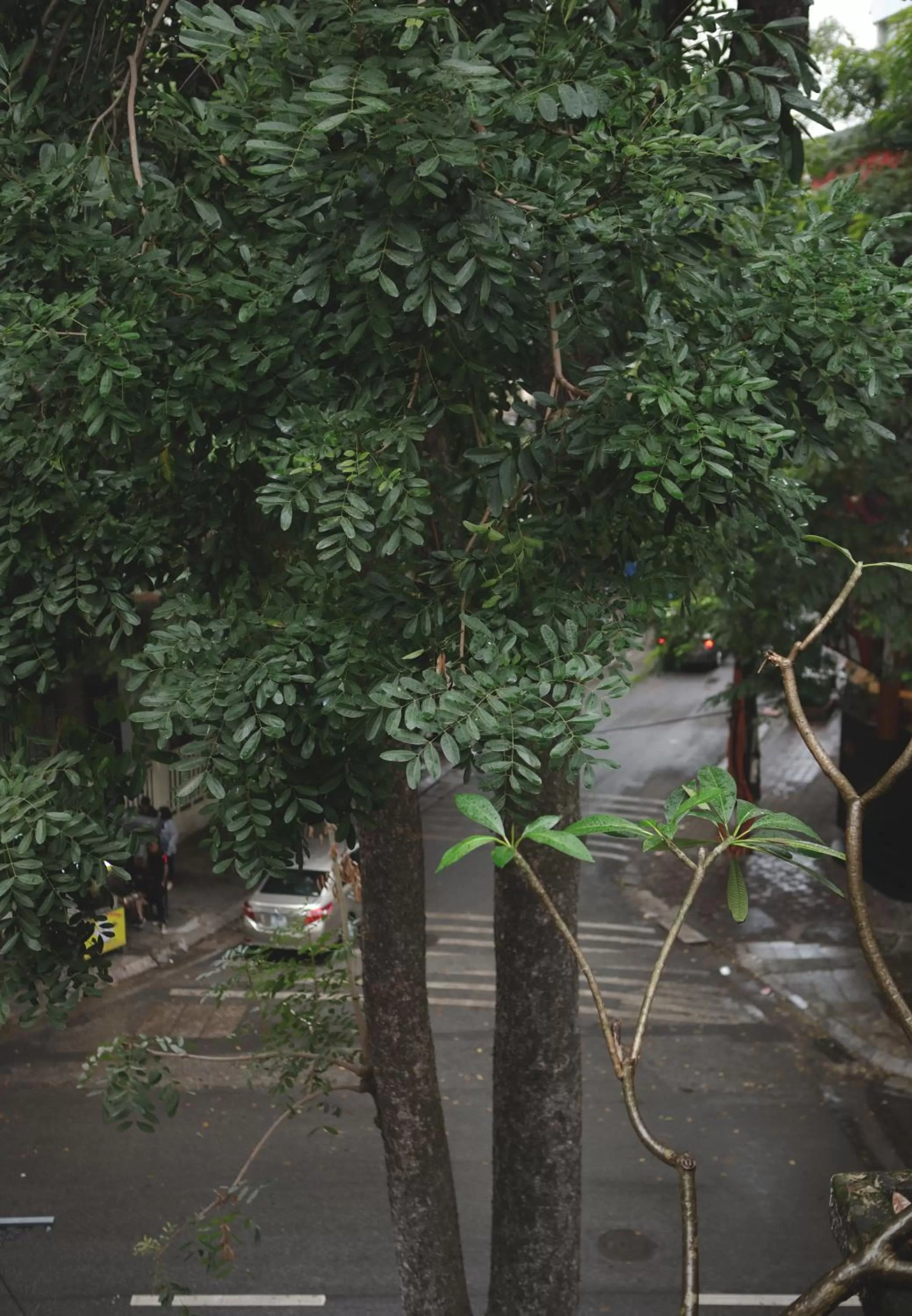 Garden in The First Ba Trieu Ha Noi