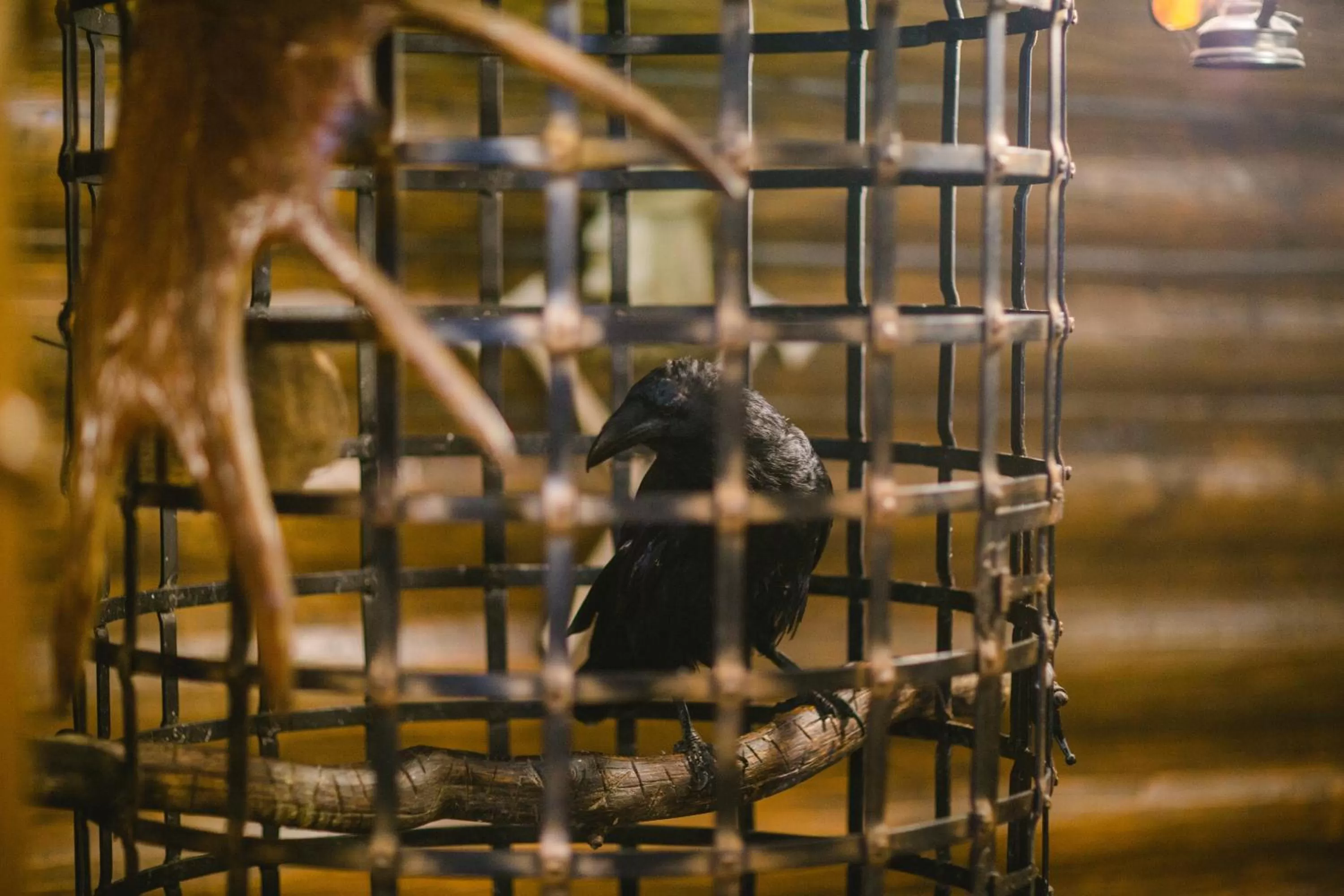 Other Animals in Kolyba Opryshkiv