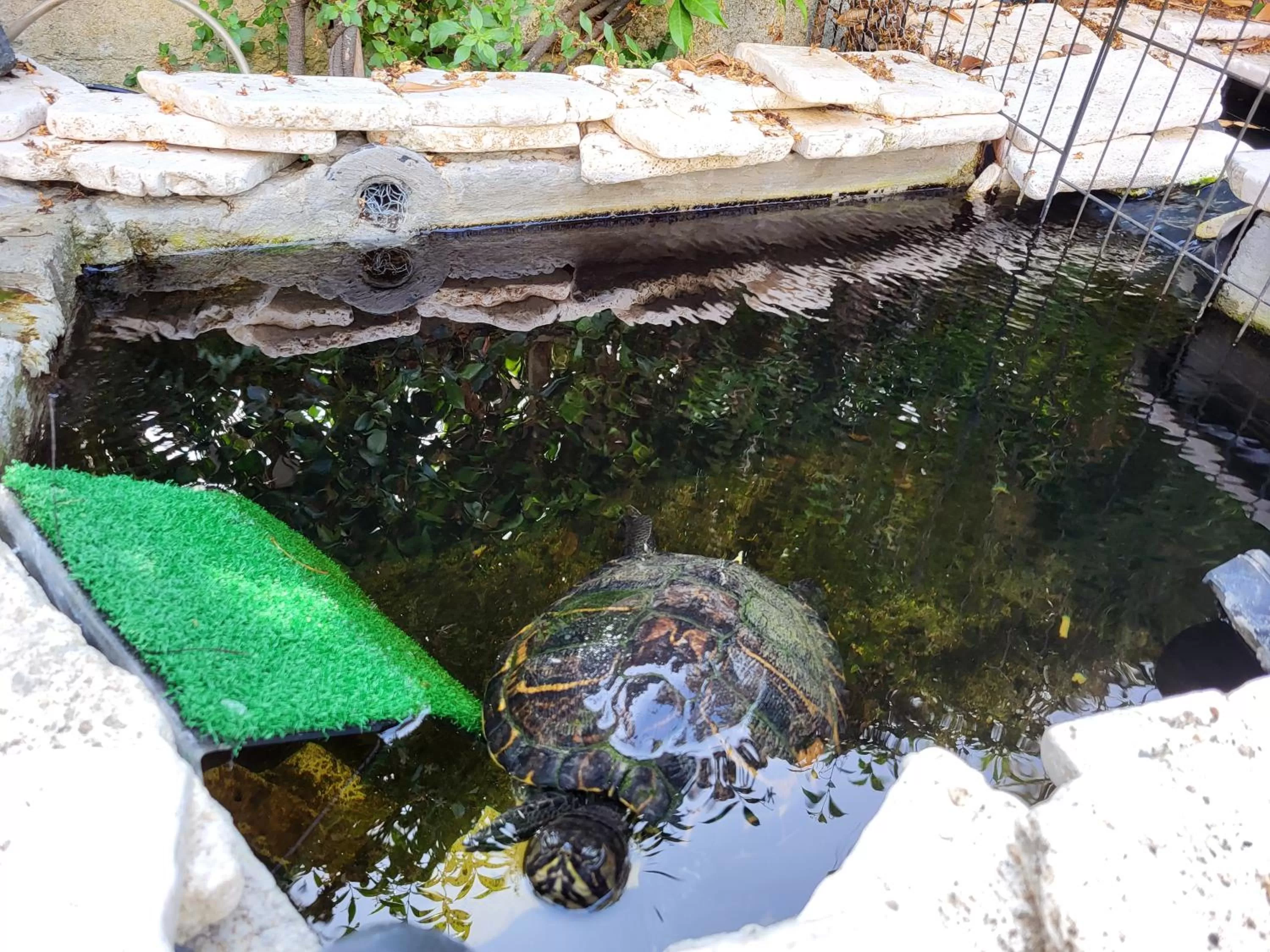 Animals in B&B Magna Grecia