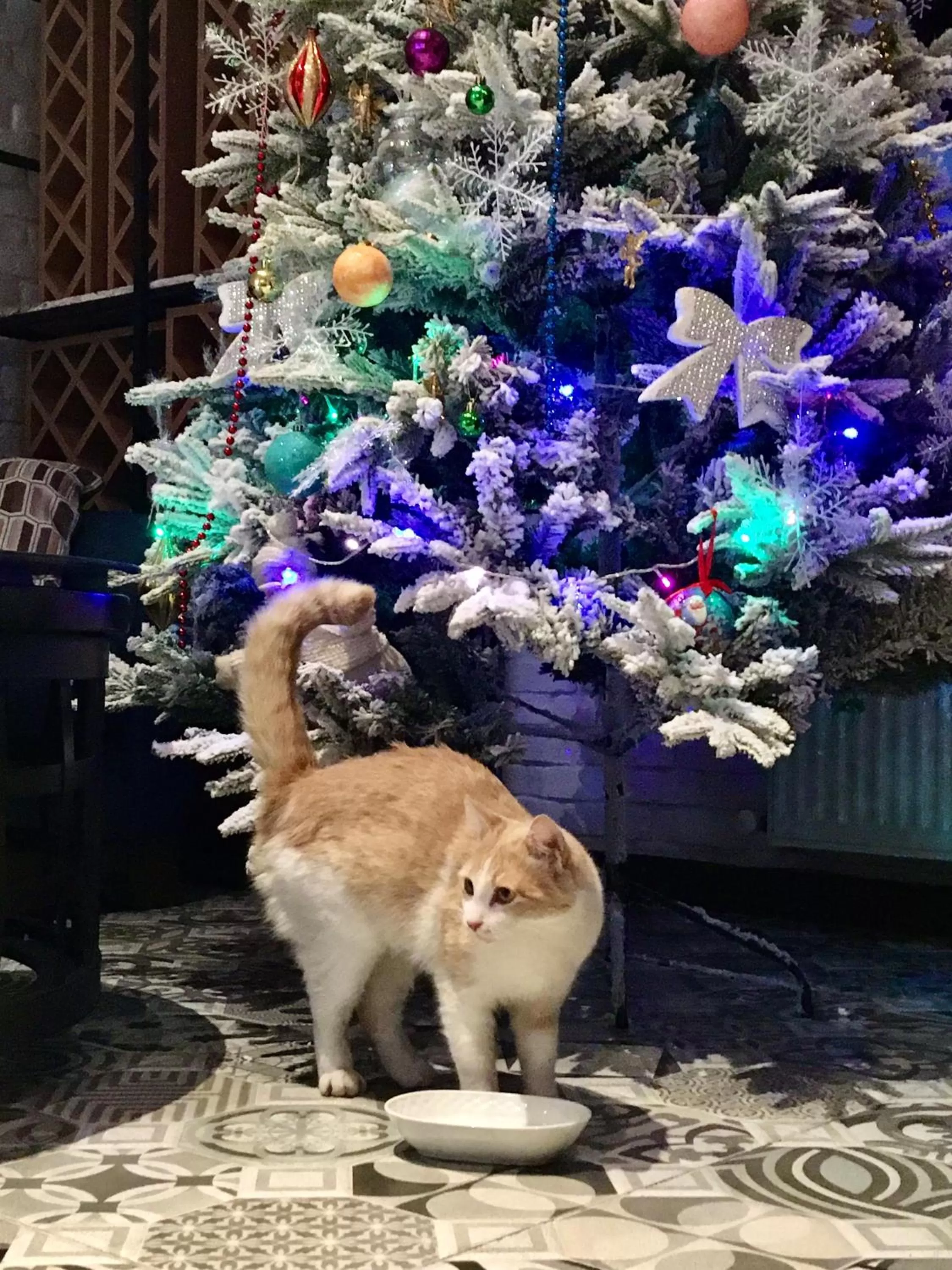 Other Animals in Iveria