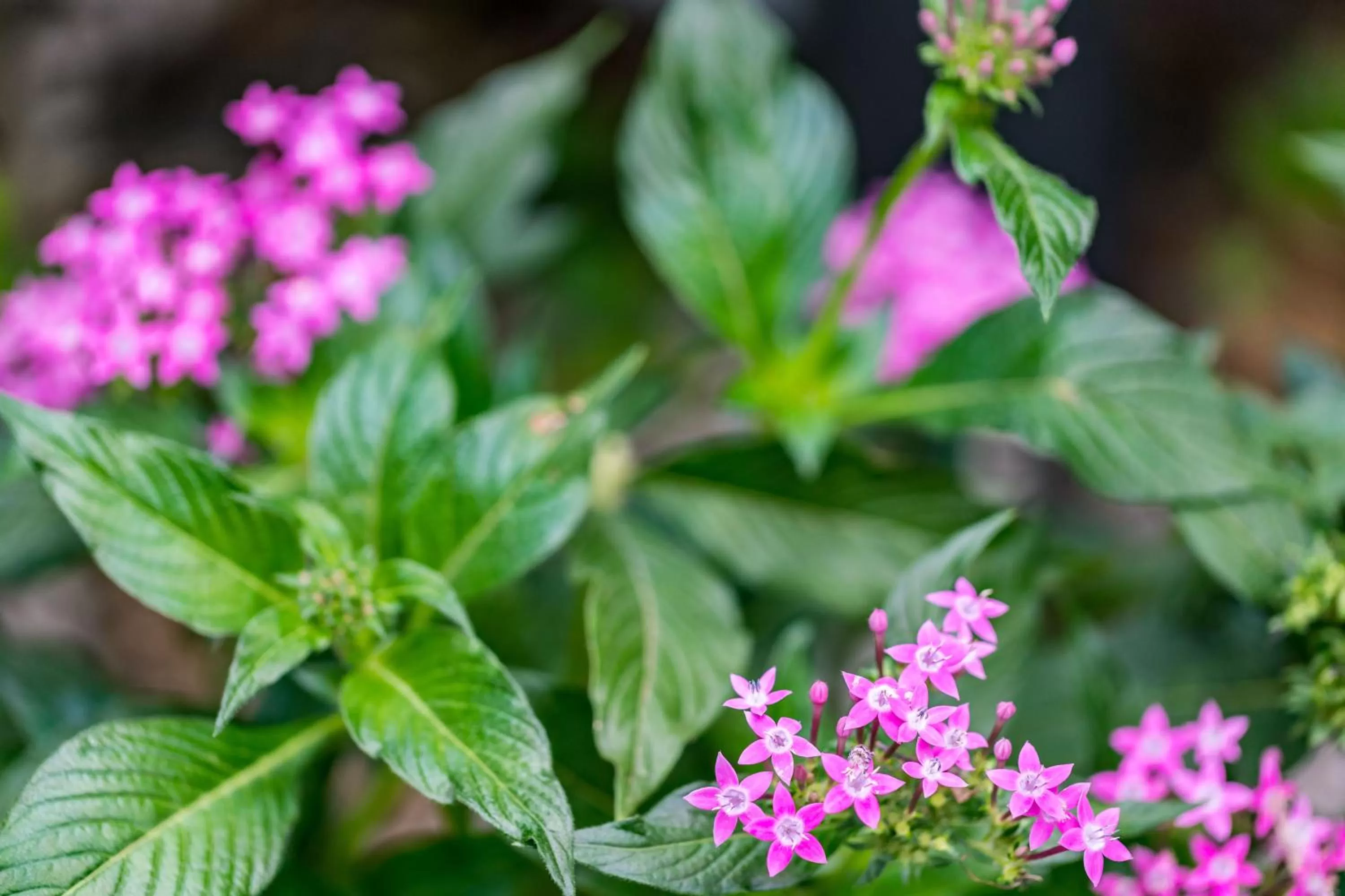Garden in ALAJUELA CITY Hotel & Guest House