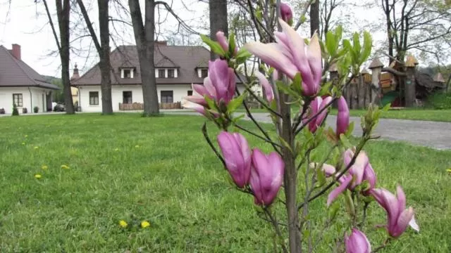 Garden in Gościniec Dworski w Ropie