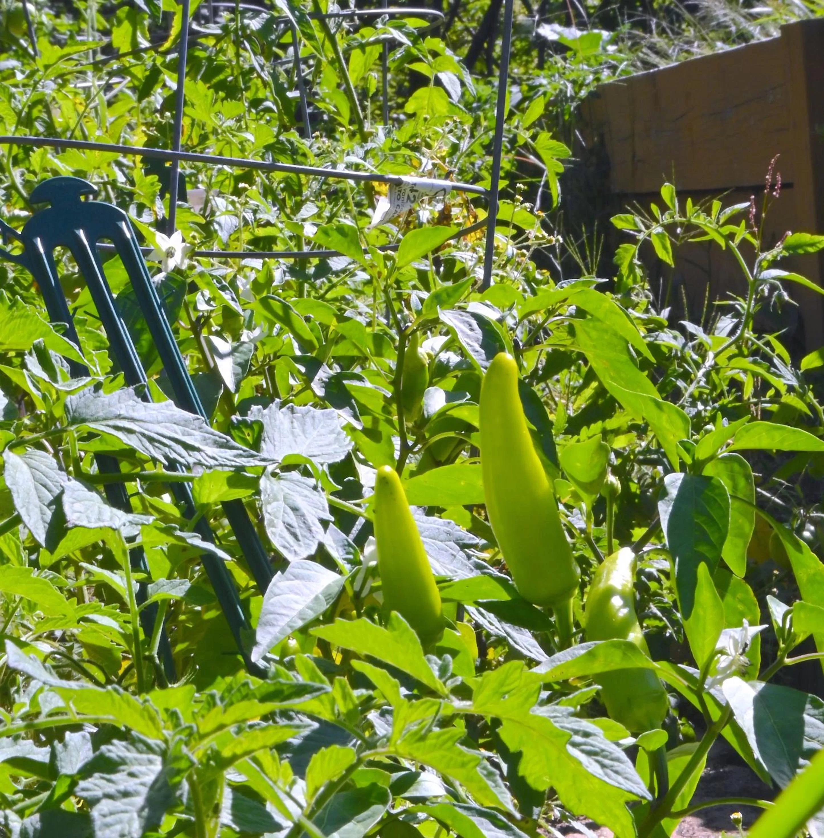Garden in The Lodge at Jackson Village