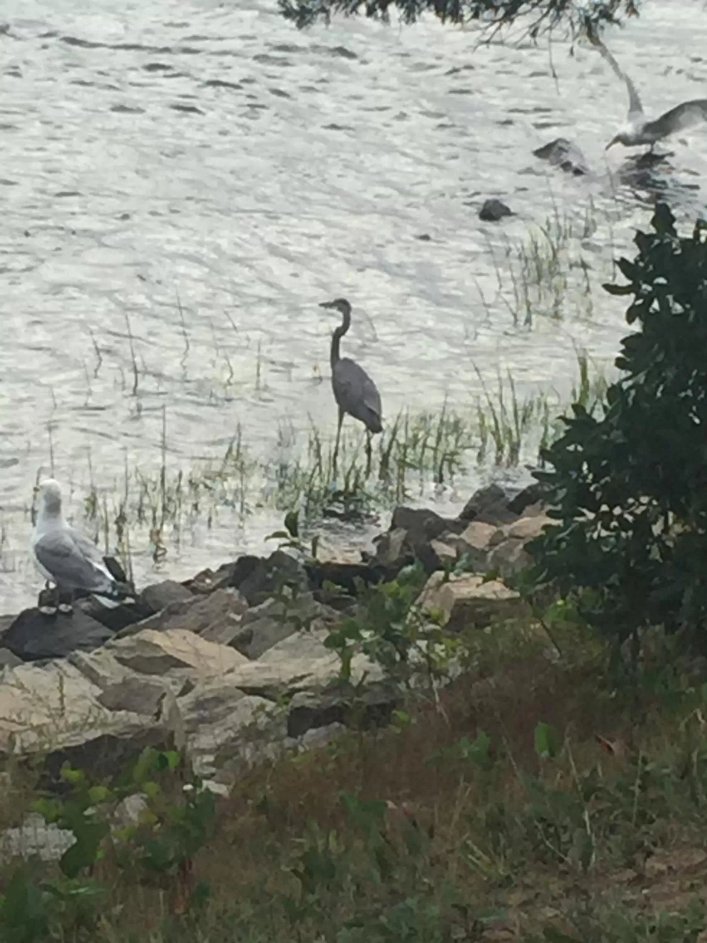 Inn 38 Oak Bluff Circle