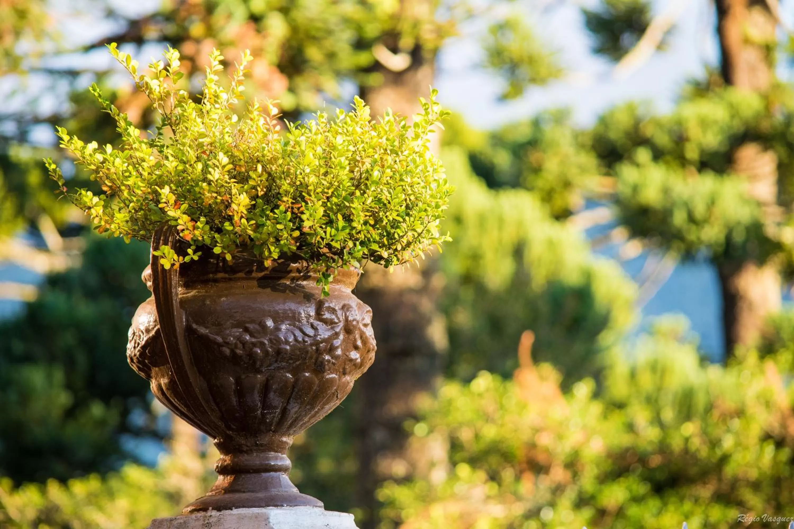 Garden, Other Animals in Pousada Ricanto Amore Mio