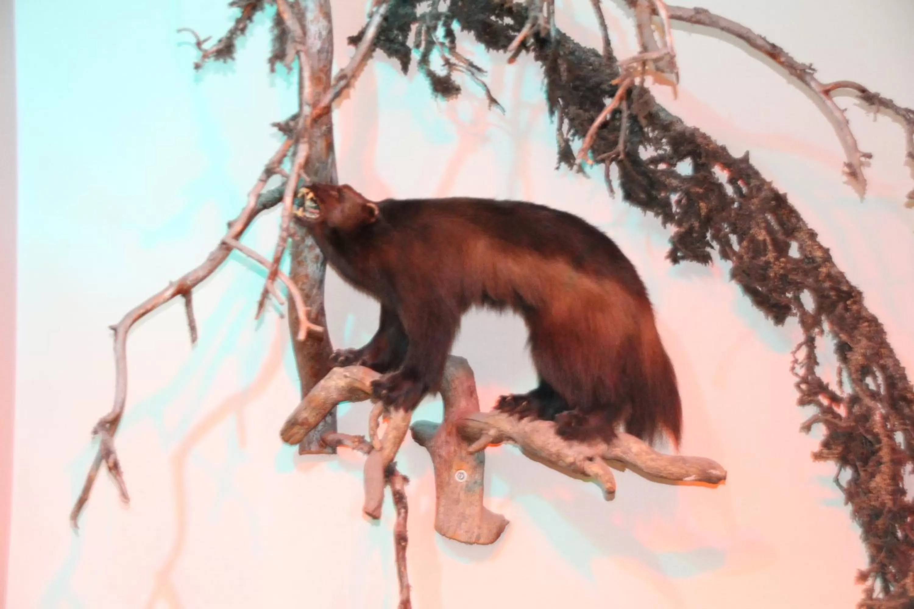 Decorative detail, Other Animals in Hotel Kemijärvi