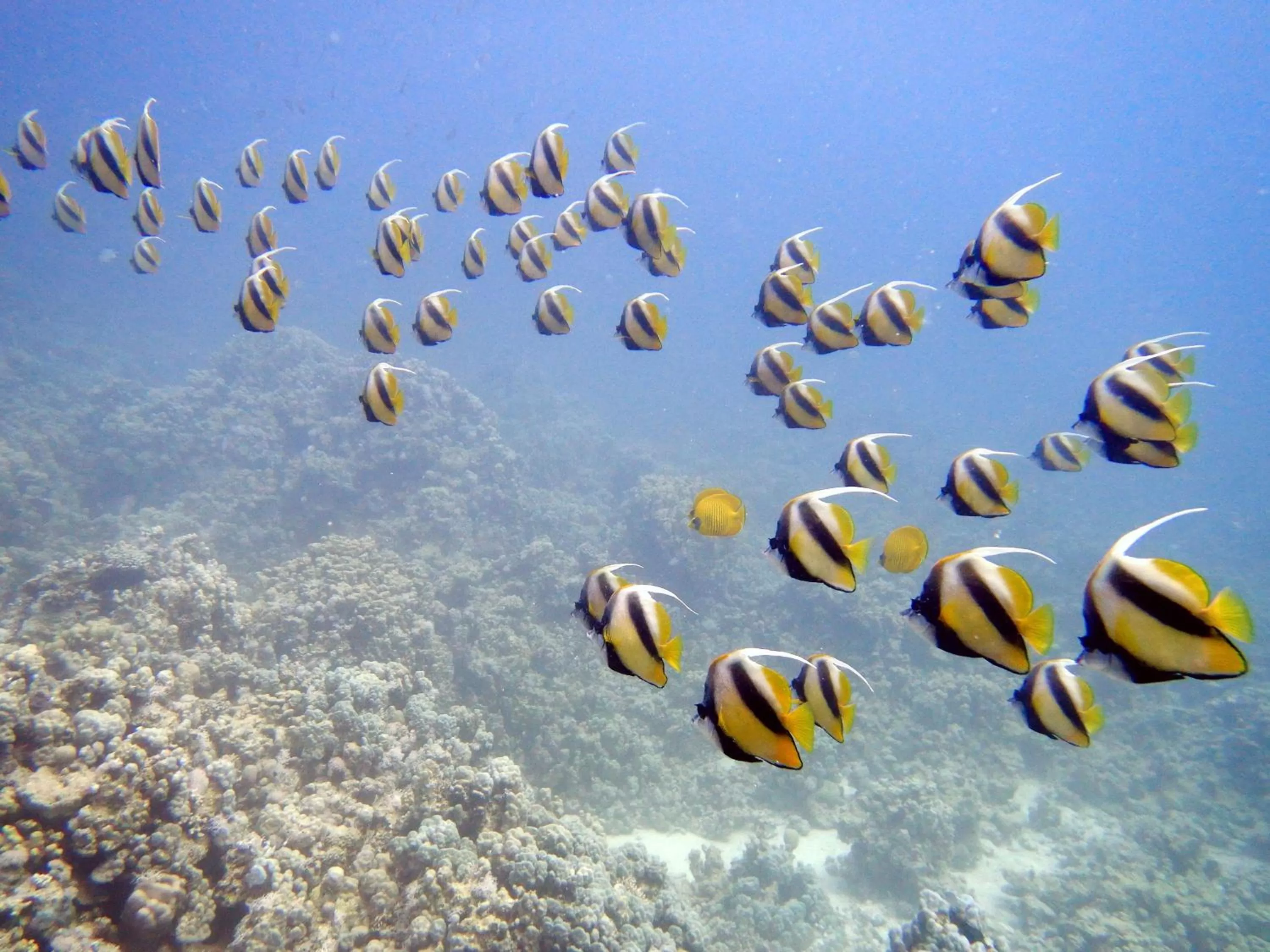 Diving in Cocolala Beach House