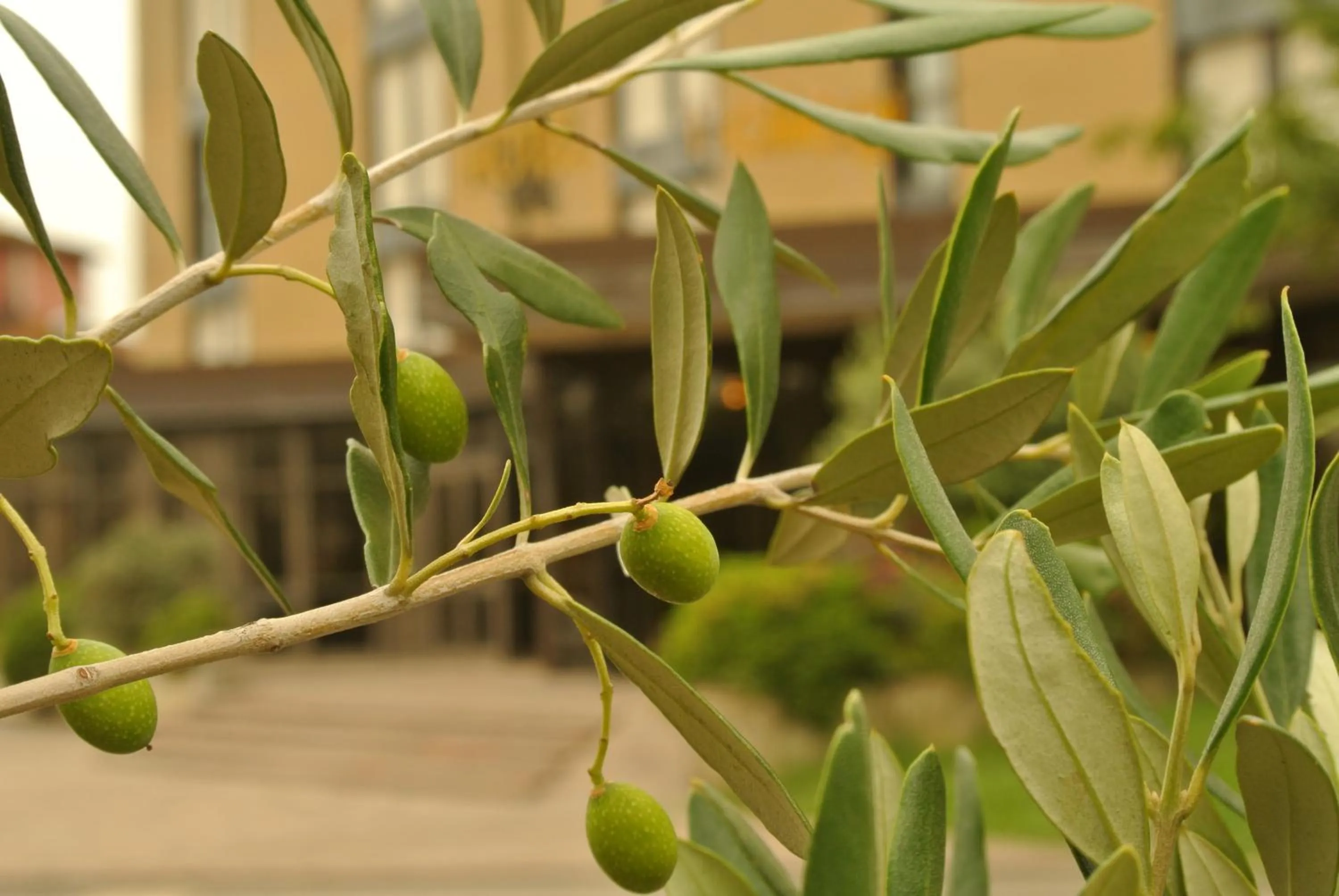 Facade/entrance, Food in Hotel i Ciliegi