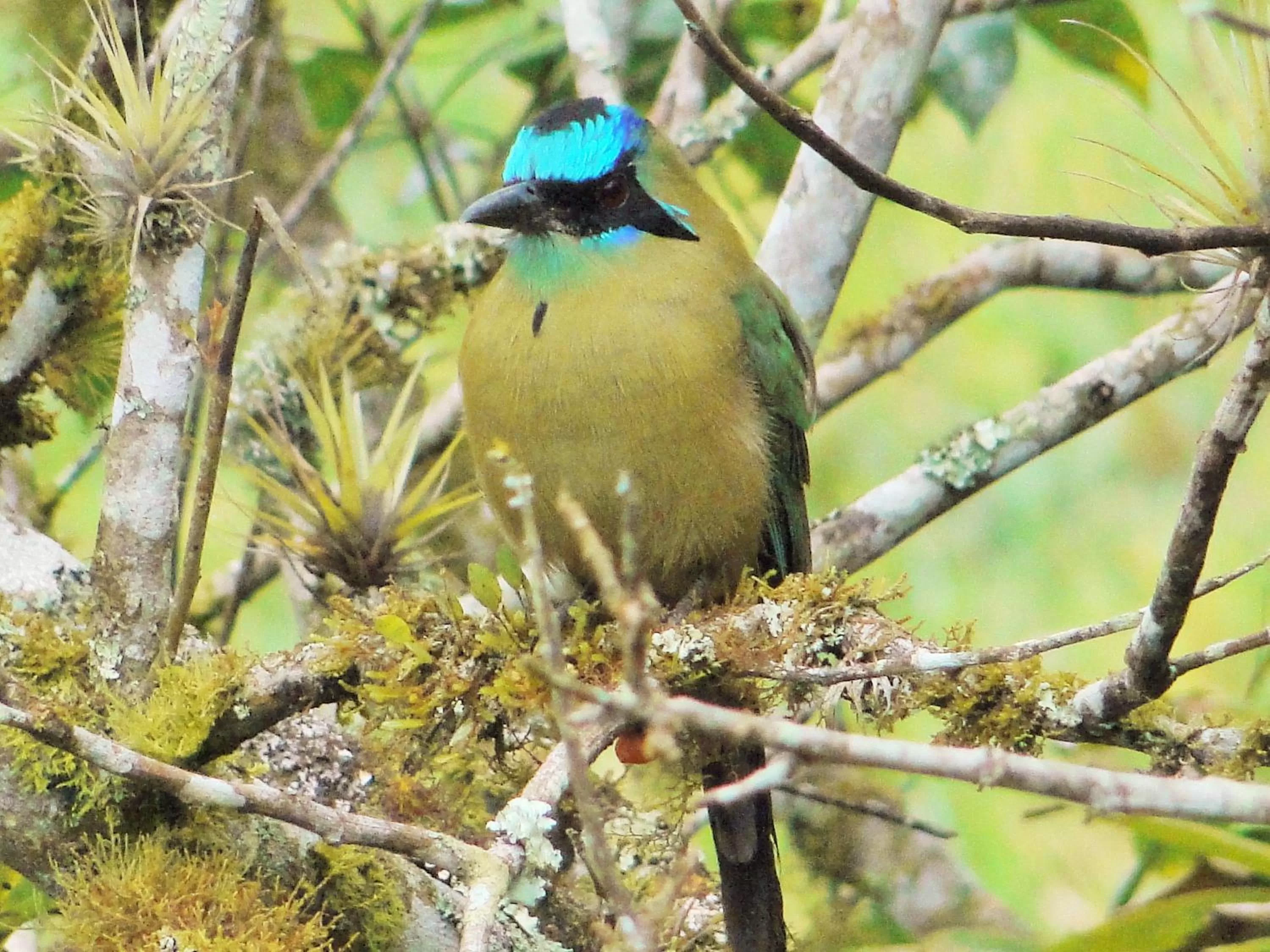 Other Animals in Hosteria Florecer