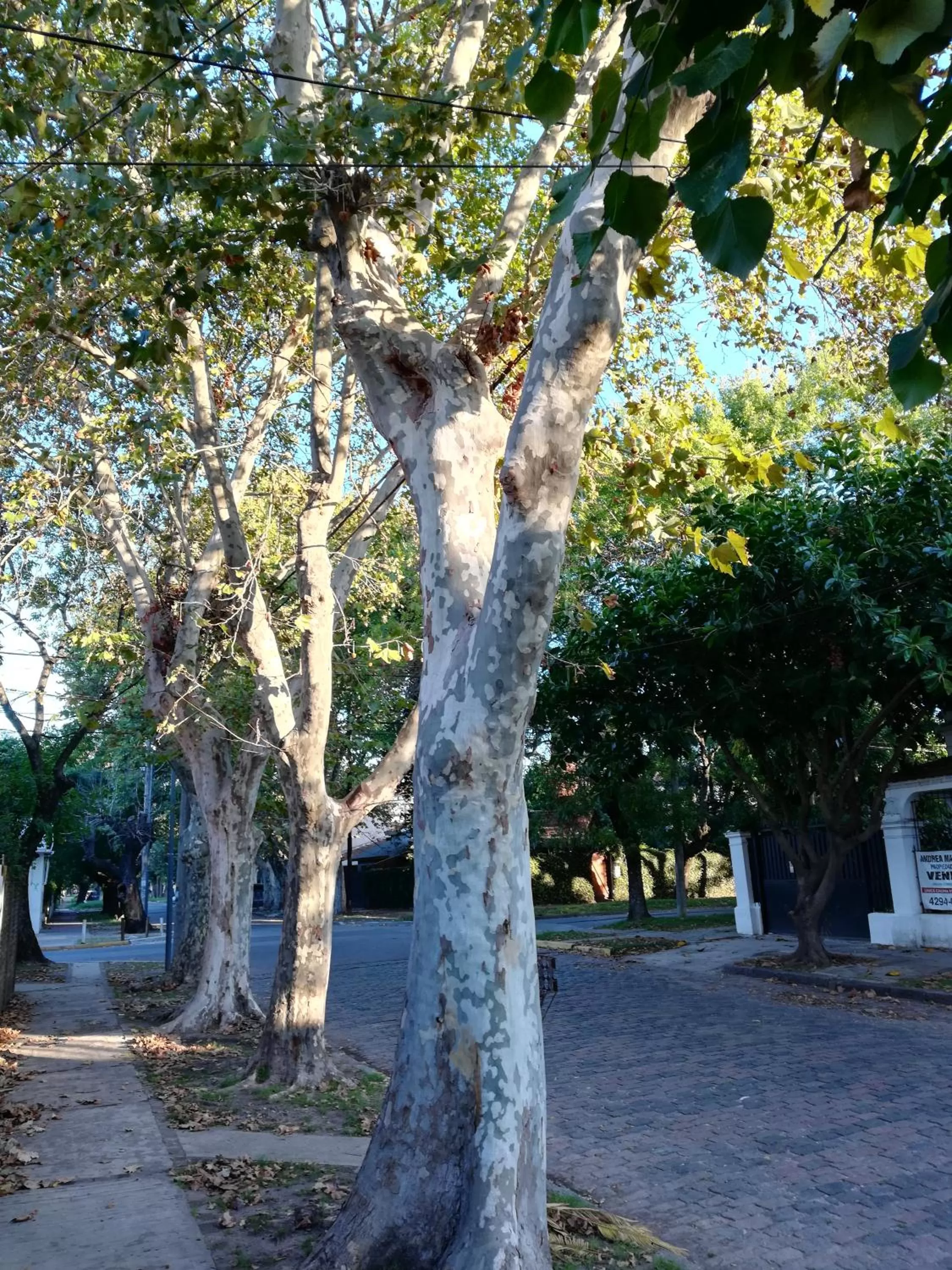 Garden in Casablanca Boutique Hotel Adrogué