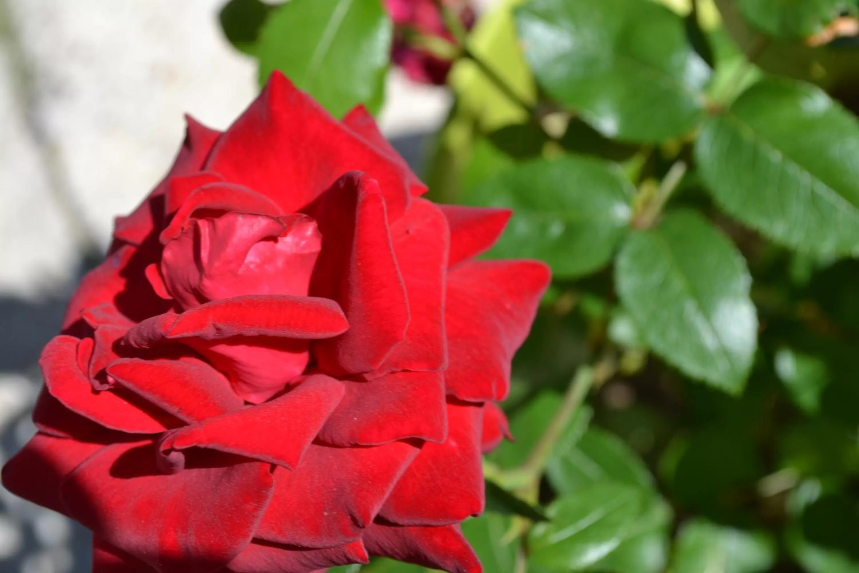 Garden in Hôtel Le Castel