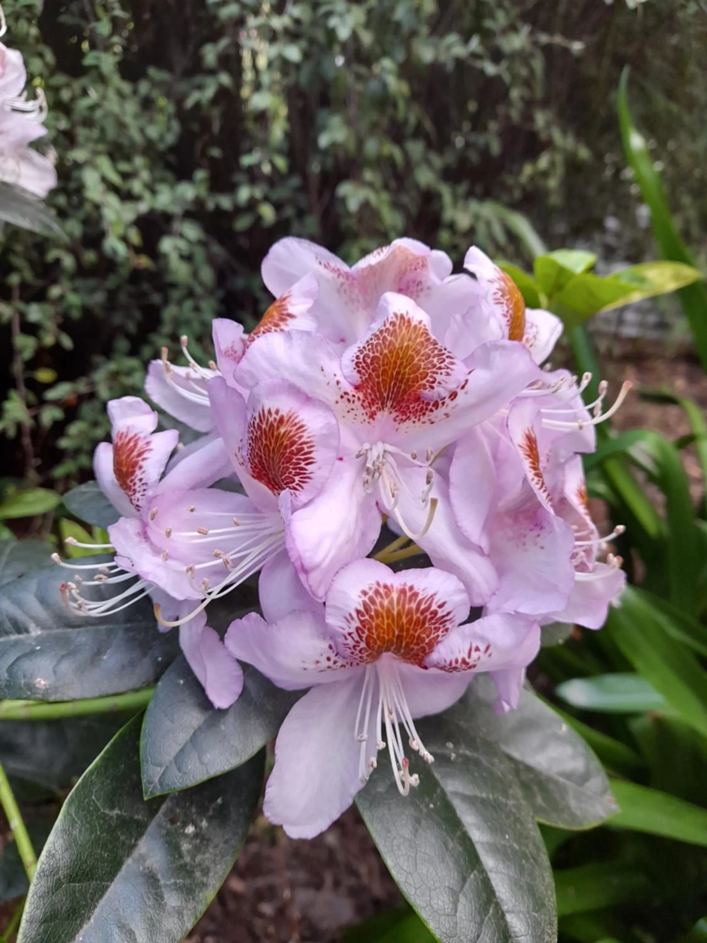 Hillside Bed and Breakfast