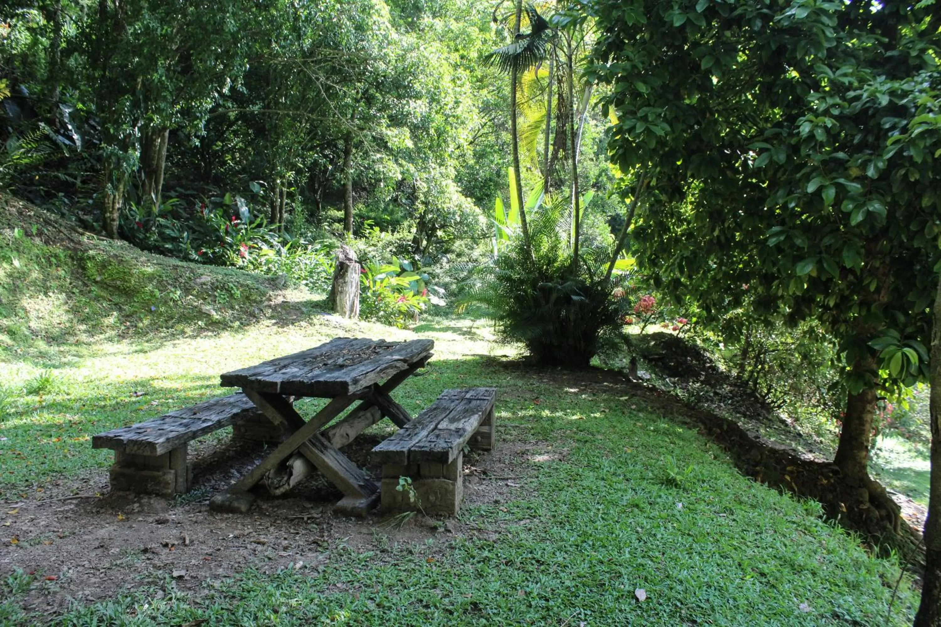 Natural landscape, Garden in Rio Escondido