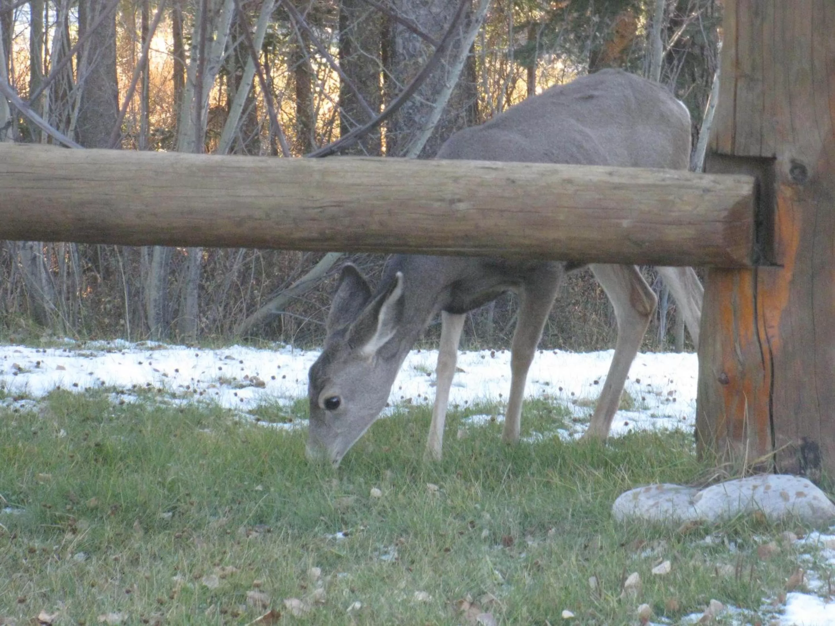 Animals in Rustlers Lodge