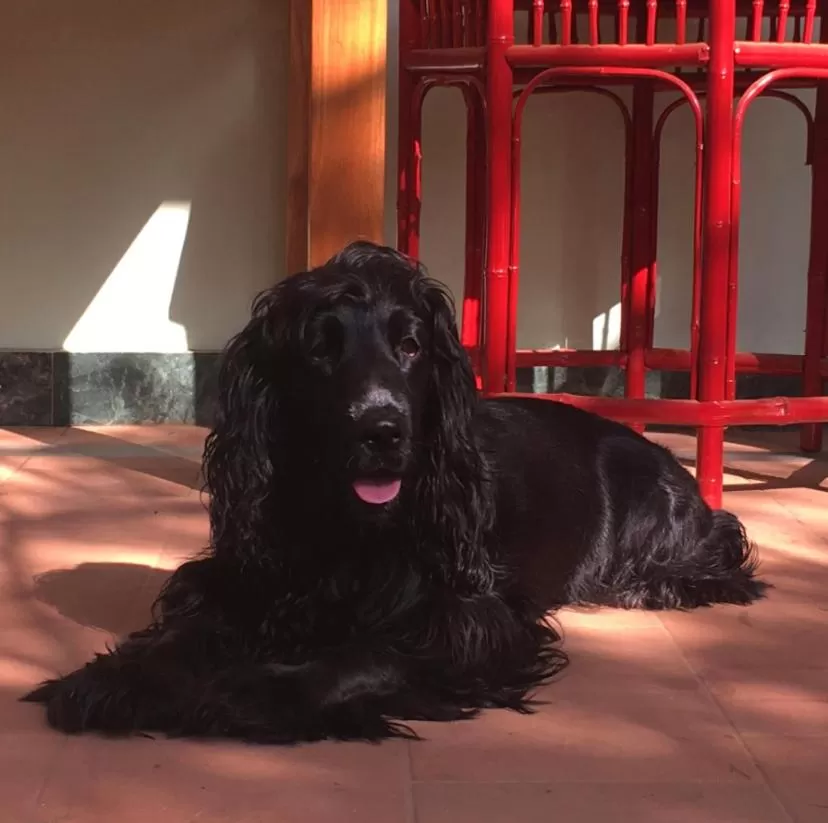 Property building, Pets in Villa Jacaranda