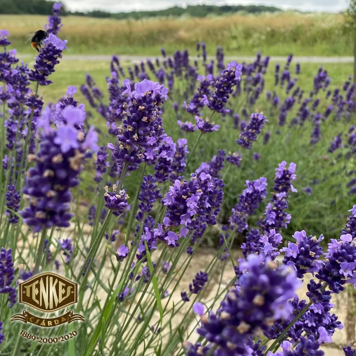 Tenkes Fogadó és Vendégház Harkány
