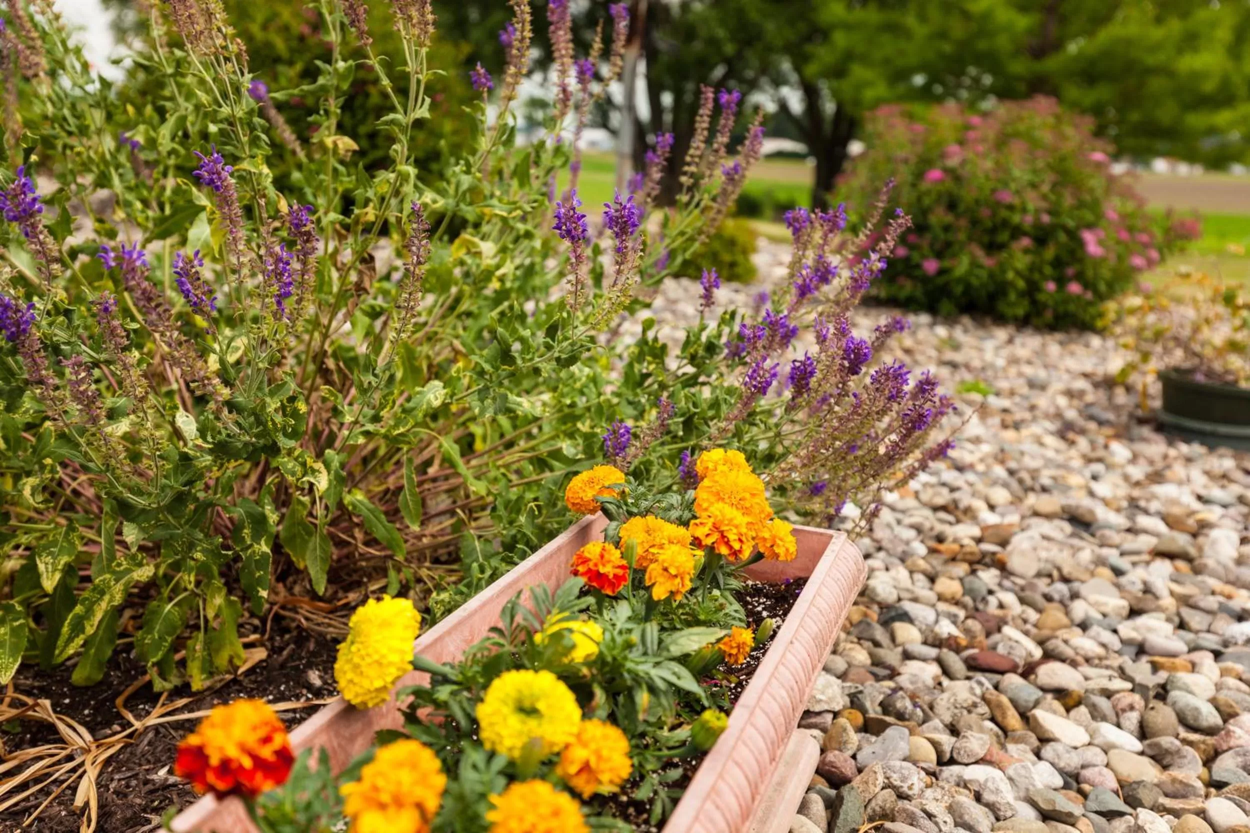 Garden in Scottish Bed & Breakfast