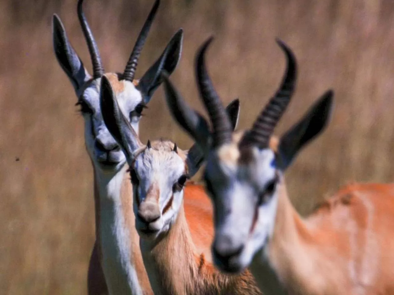 Animals in Kievits Kroon Gauteng Wine Estate