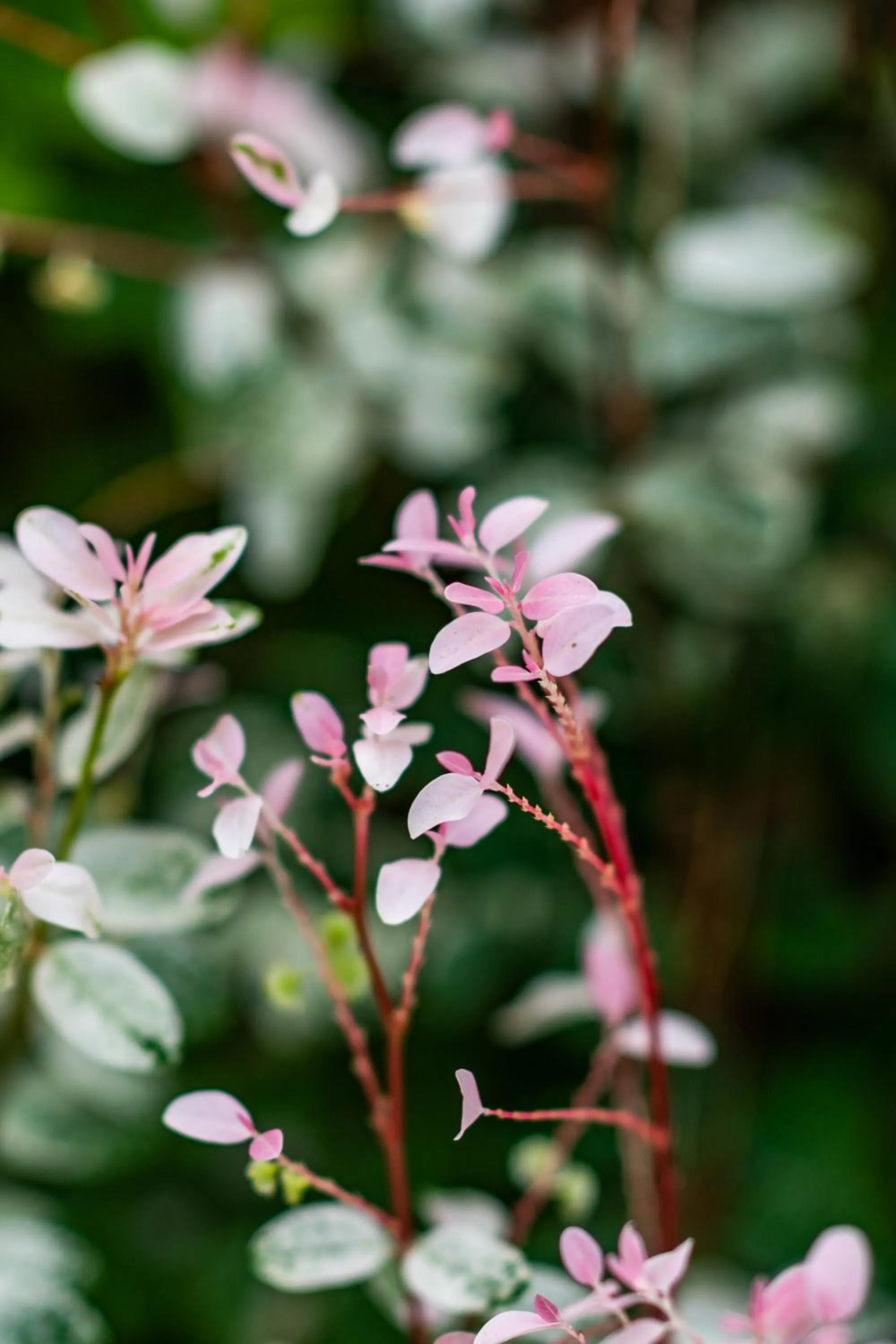 Garden in Hakuna Majiwe Beach Lodge