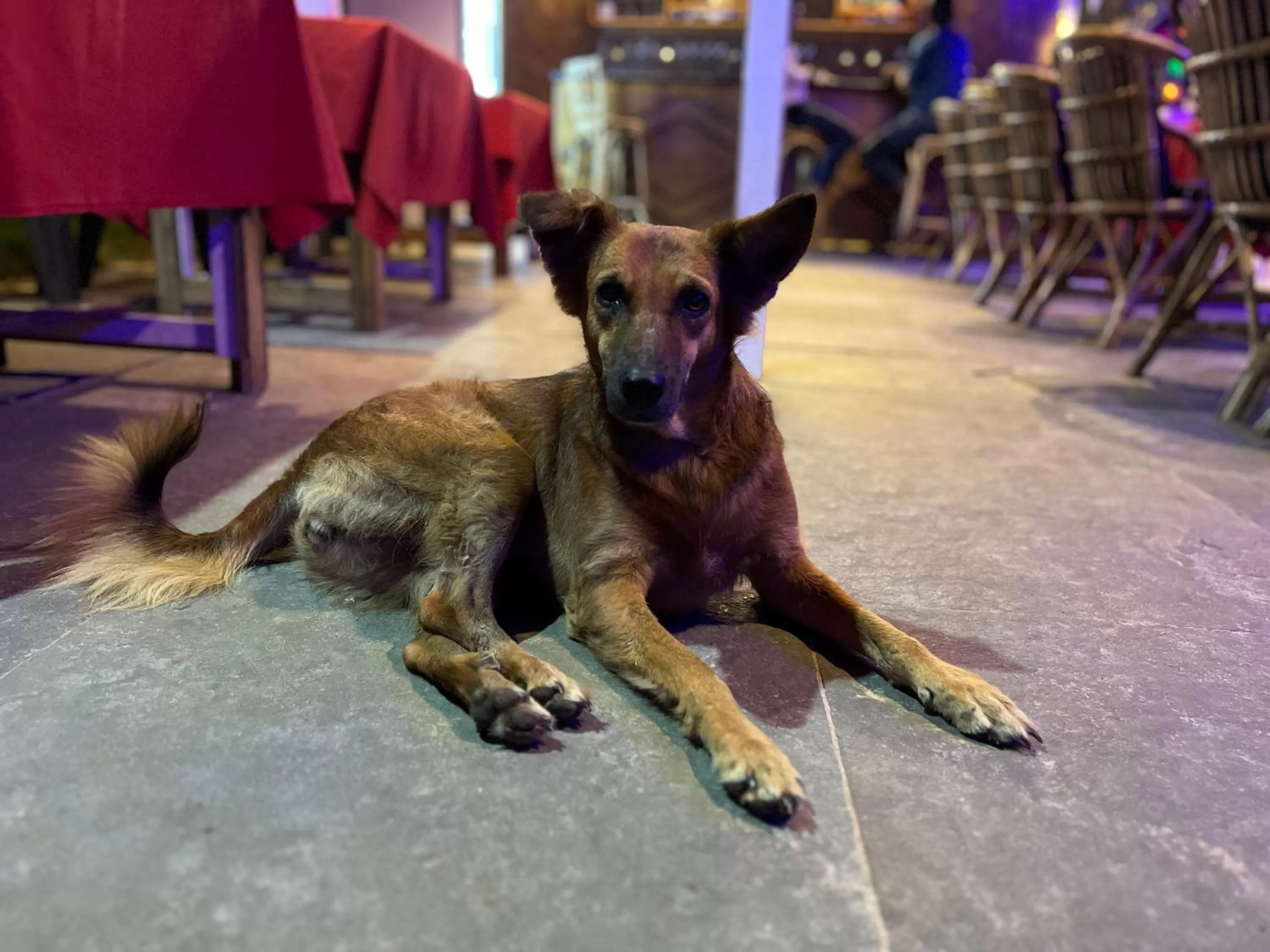 Pets in Happy Shack Beach And Wooden Huts