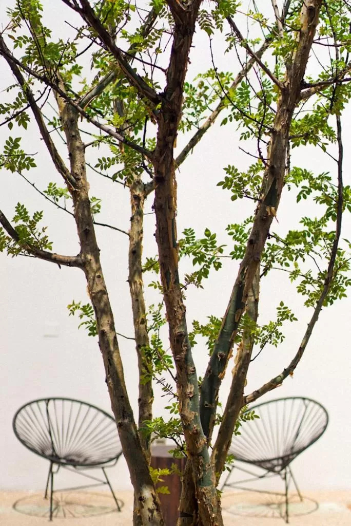 Patio in Casa Carmen Morelos