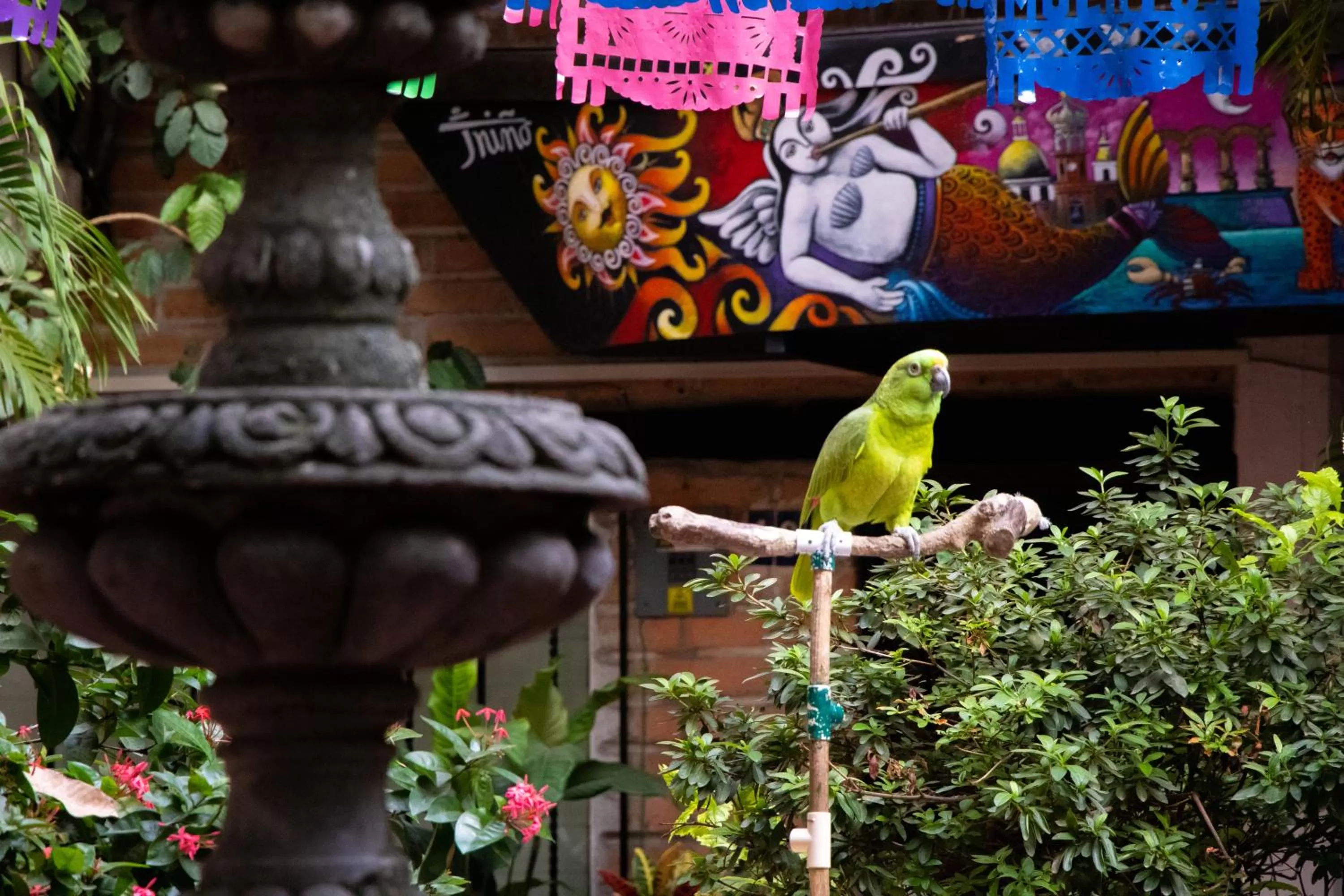 Animals in Hotel Posada De Roger - Near Los Muertos Beach