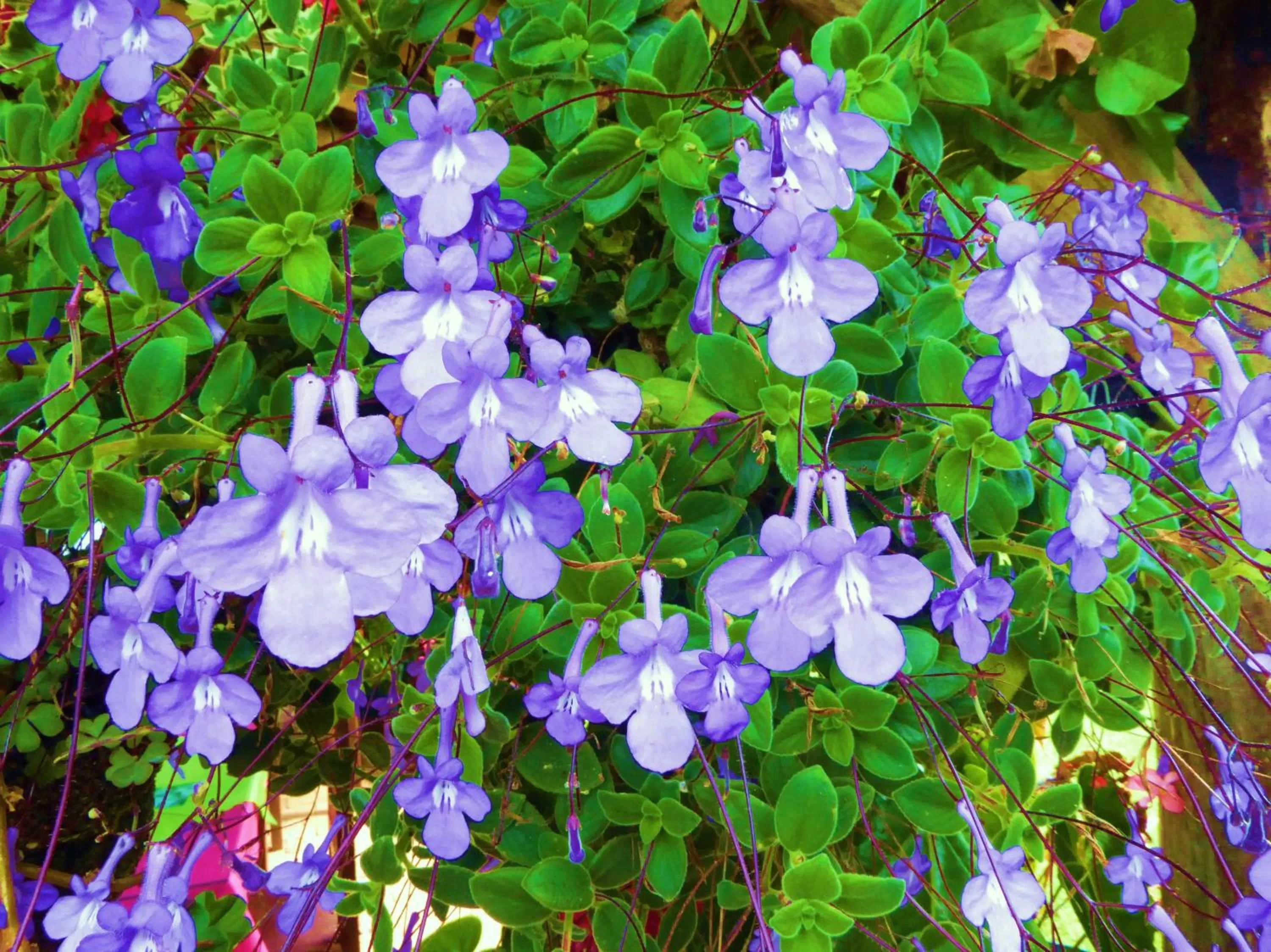 Garden in Finca El Cielo