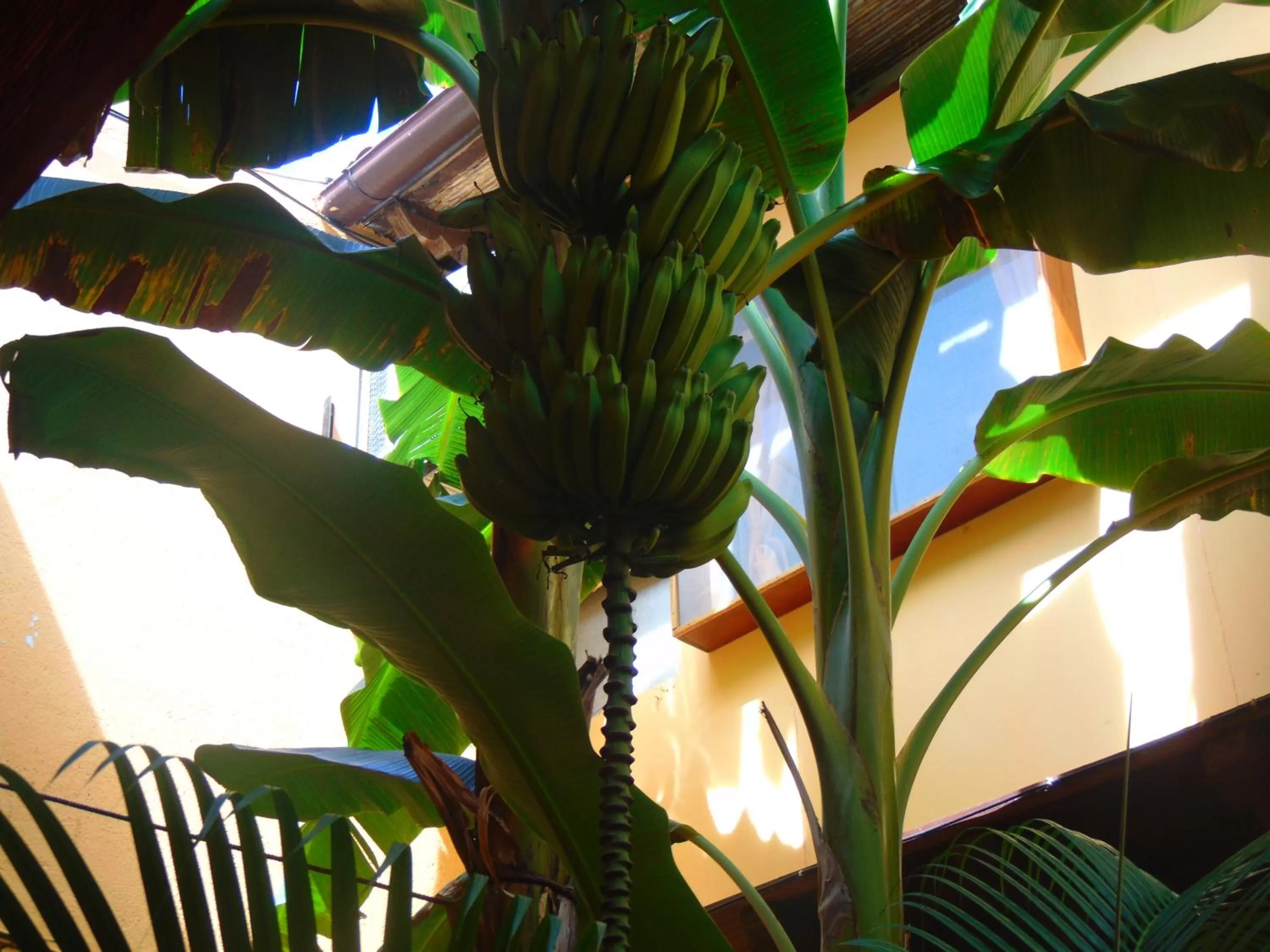 Garden in Hotel El Maltese