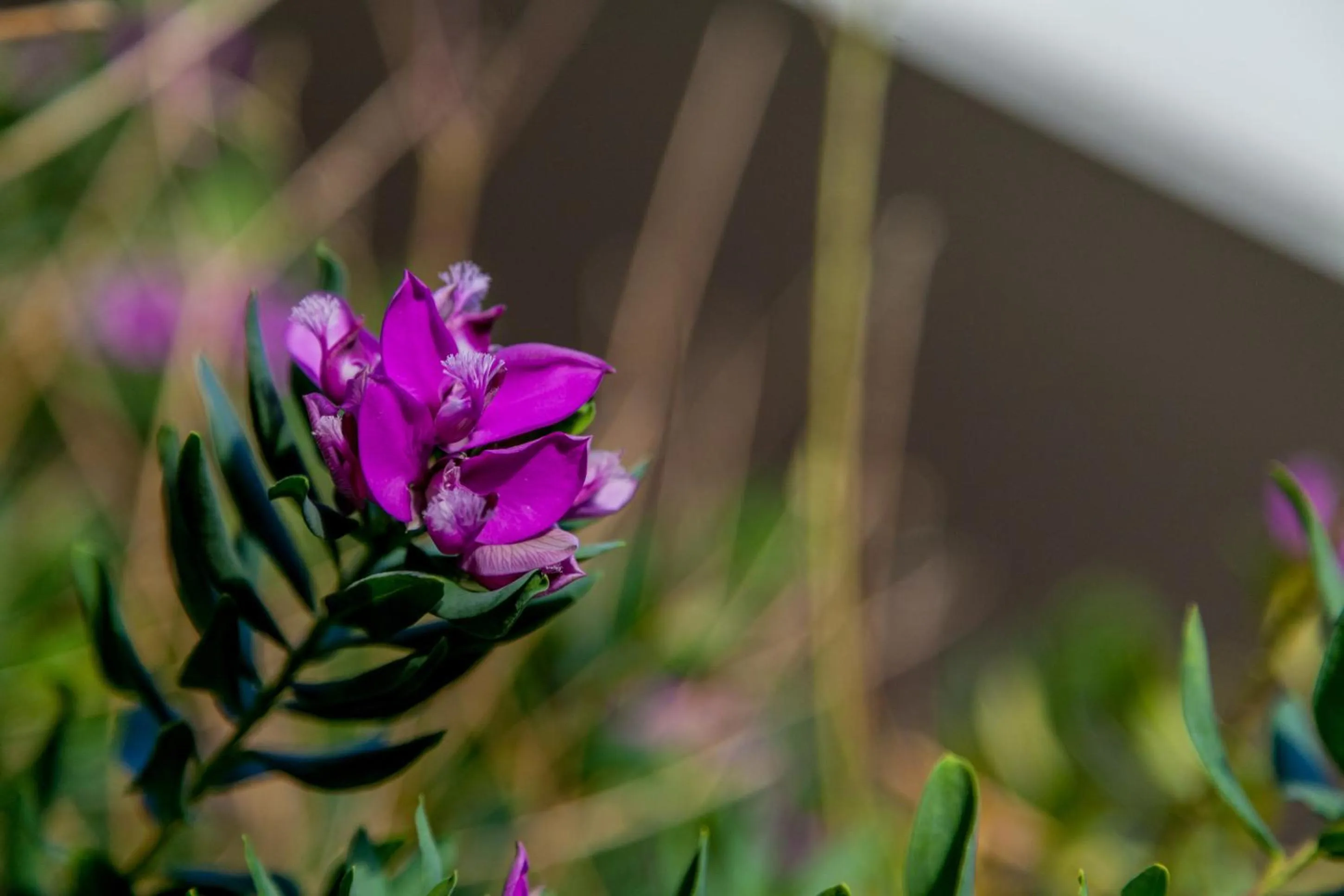 Garden in Hotel El Balear