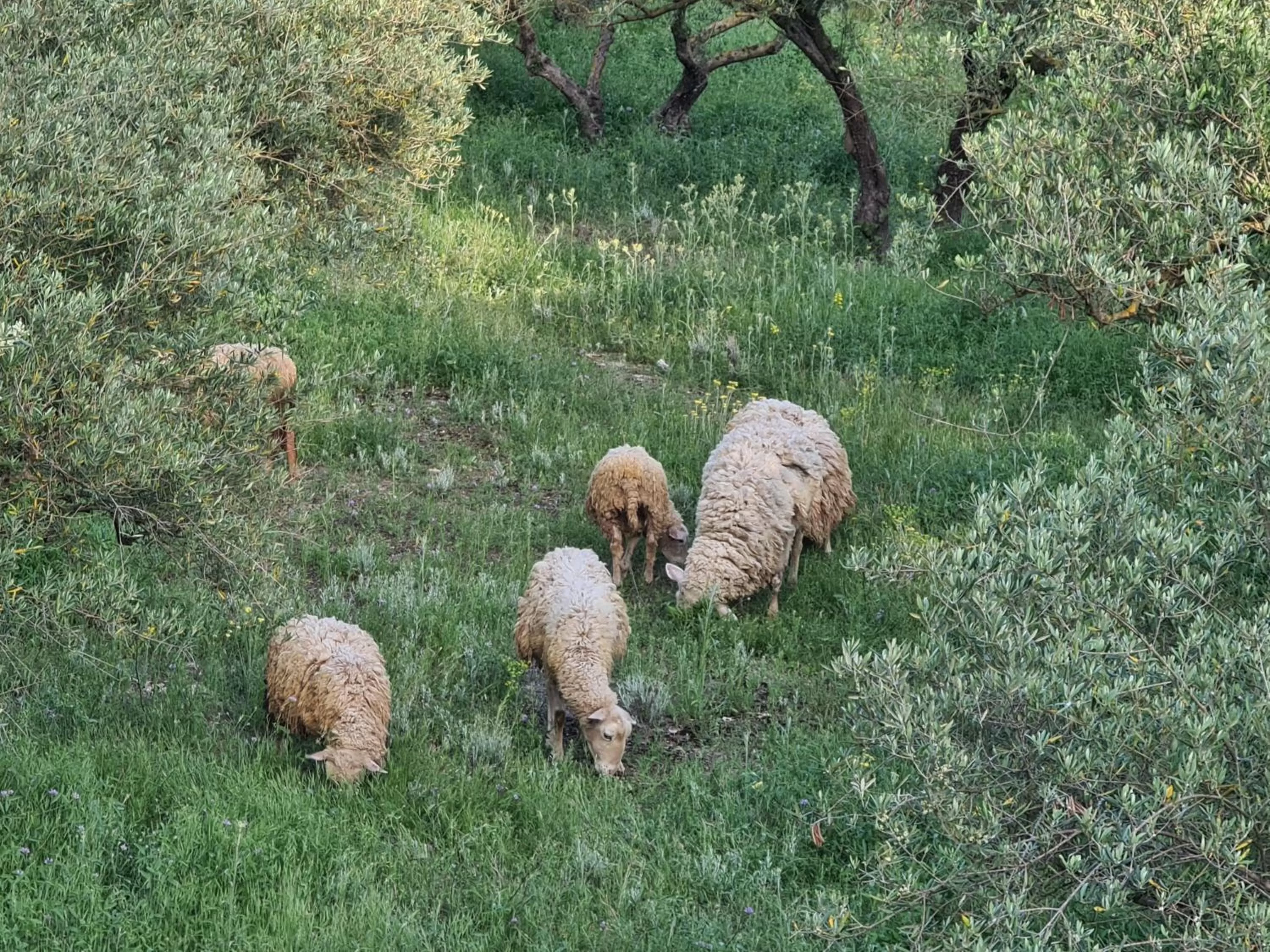Day, Other Animals in Finca la Yuca